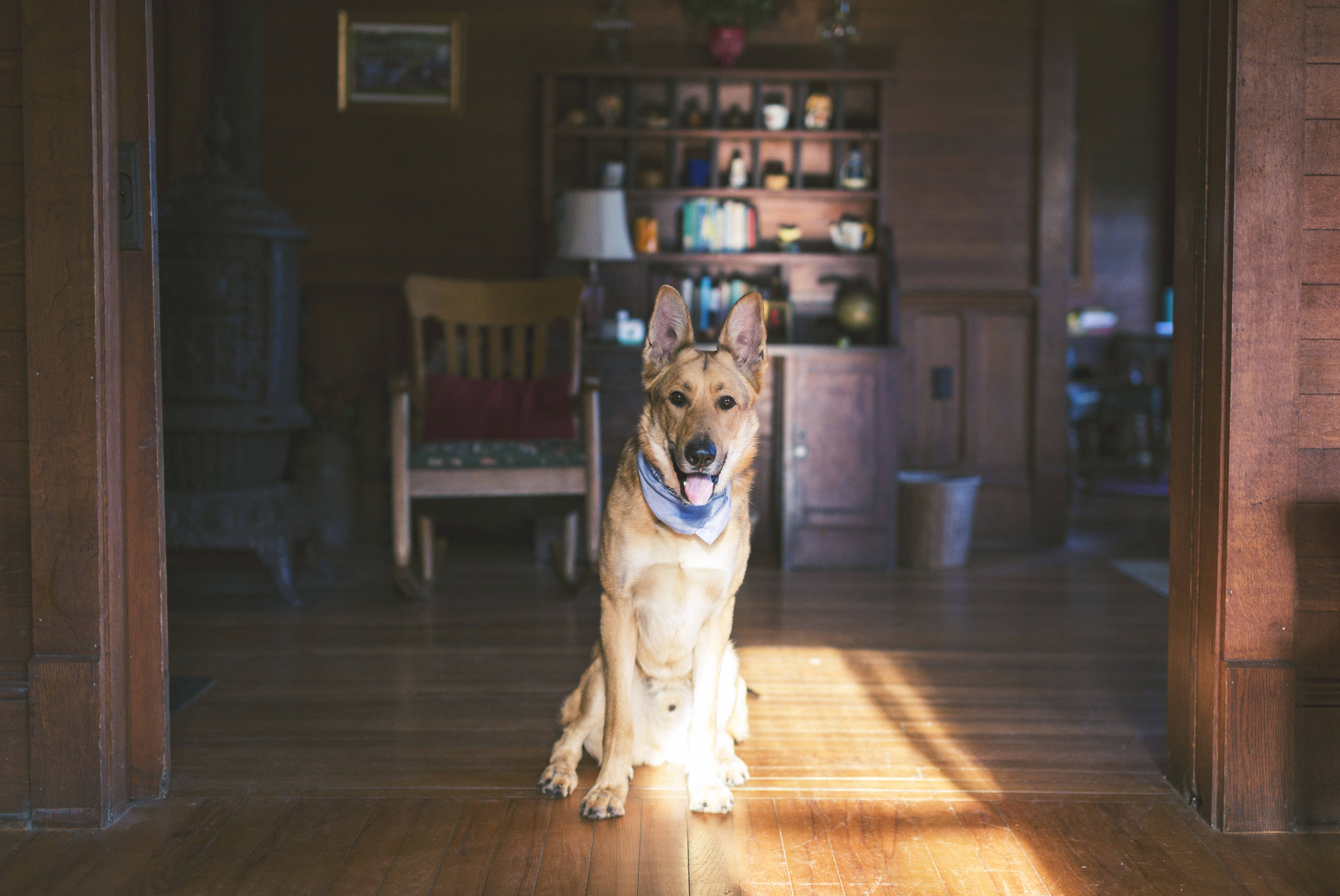 狗 桌布 壁紙 — 一隻德國牧羊犬耐心地坐在一個舒適鄉村風格家居內、陽光照射的木門廊中。
