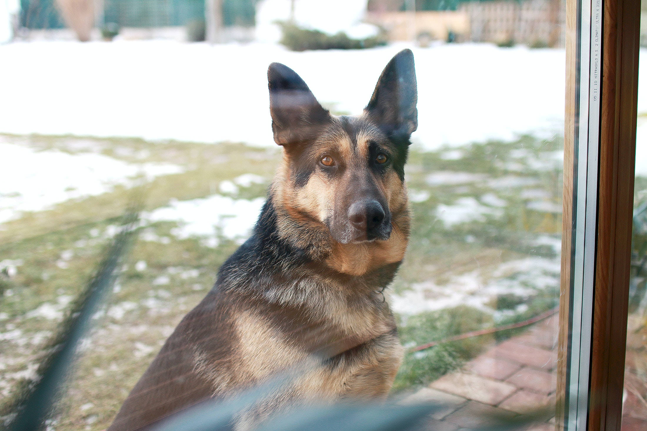 German Shepherd 桌布 壁紙 — 一隻德國牧羊犬耐心地坐在玻璃門外，專注地凝視著觀看者，身後是覆蓋著雪的草地和磚砌小路。