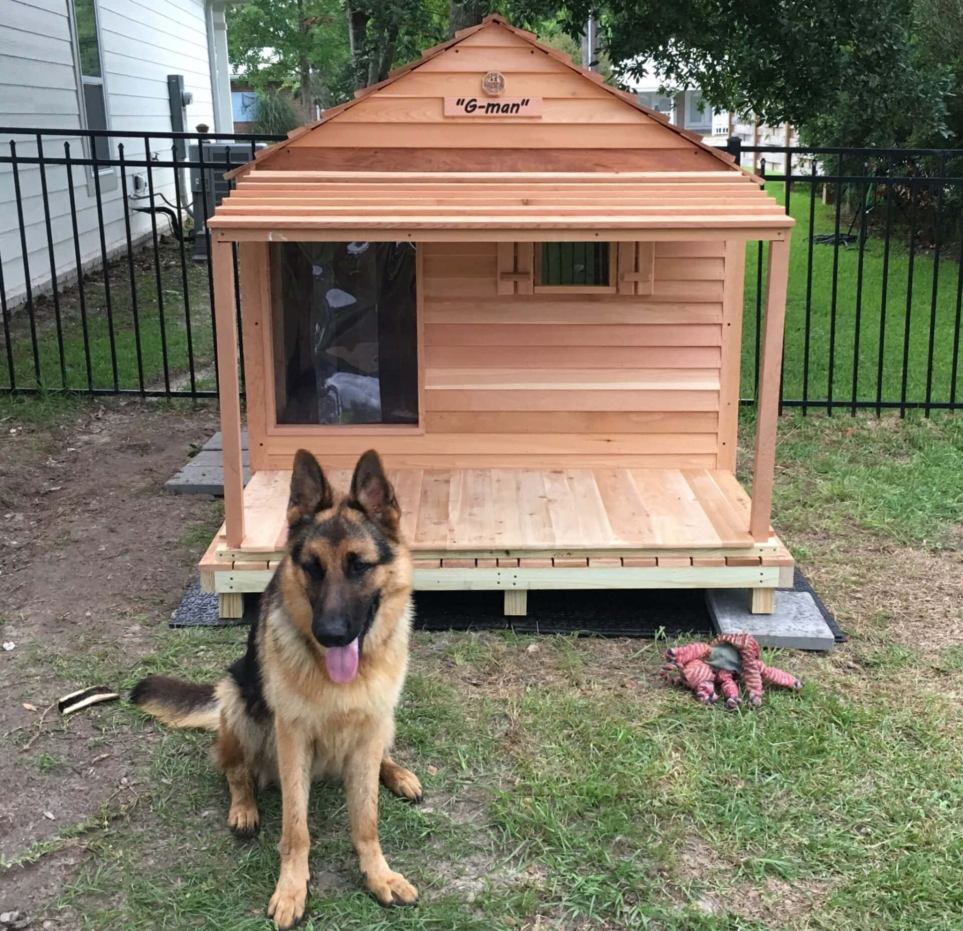 狗 桌布 壁紙 — 一隻德國牧羊犬自豪地坐在後院草地上一個標有「G-man」的客製木製狗屋前。