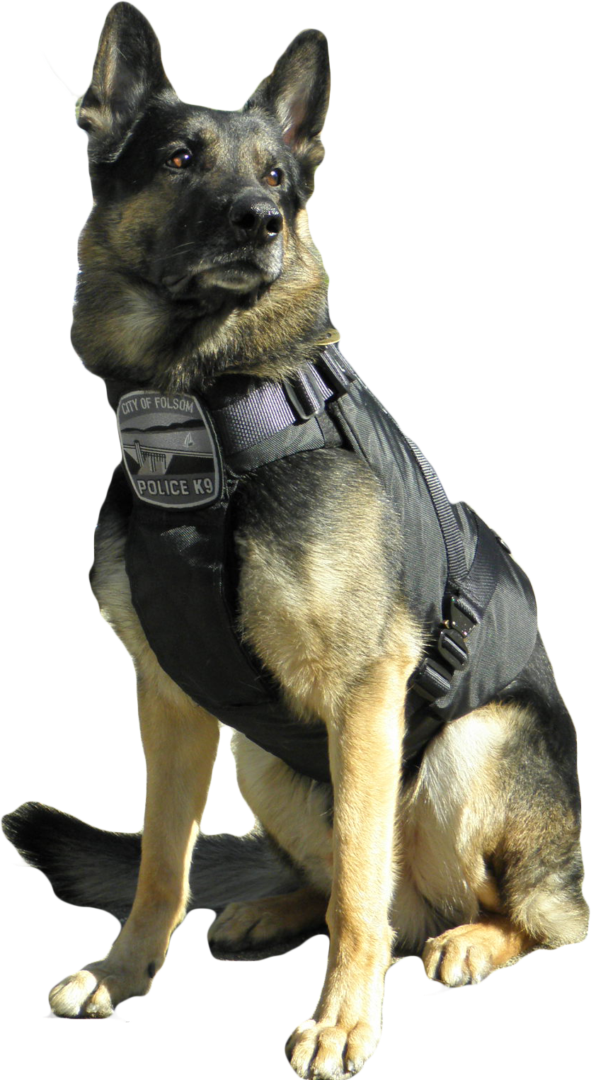 德國狼犬 桌布 壁紙 — 一隻德國牧羊犬警犬K9在晴朗的日子裡穿著戰術背心，在車輛附近警覺地坐著。