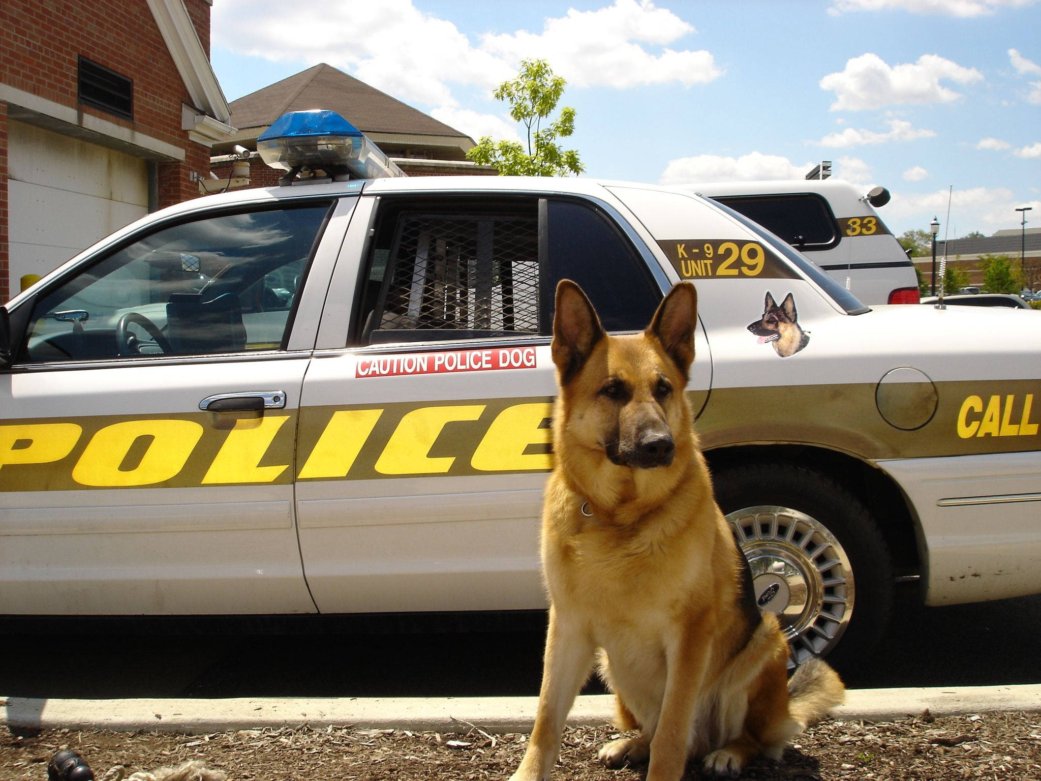 警察 桌布 壁紙 — 一隻德國牧羊犬警犬K9警覺地坐在一輛白色警車前，警車上標有K-9 Unit 29，背景是明亮的藍天。