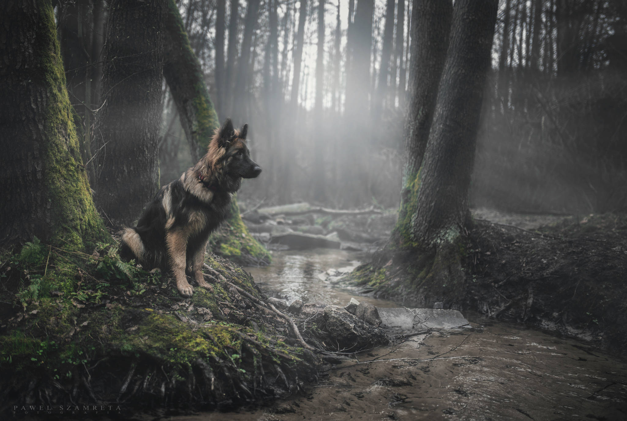 狗 桌布 壁紙 — 一隻德國牧羊犬警覺地坐在長滿苔蘚的森林河岸上，柔和的光線穿過霧氣繚繞的樹木。