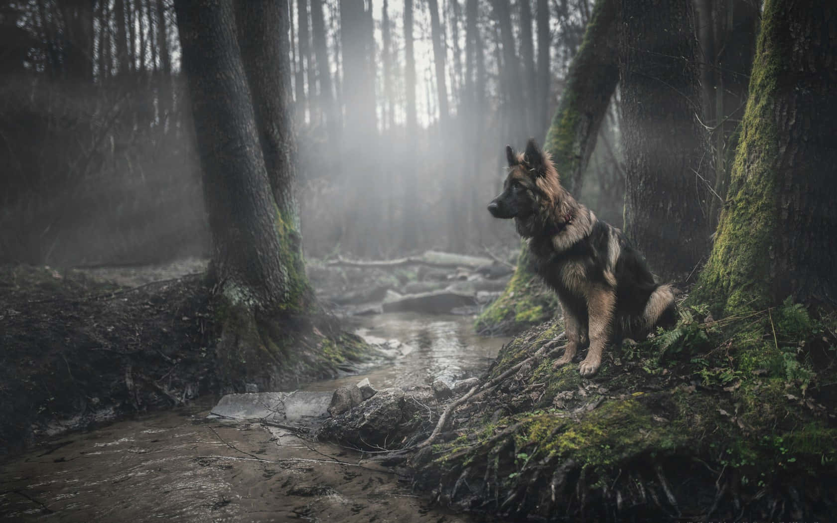 German Shepherd 桌布 壁紙 — 一隻德國牧羊犬警覺地坐在長滿苔蘚的樹根上，旁邊是霧氣瀰漫的森林溪流，陽光穿過高大的樹木灑落。