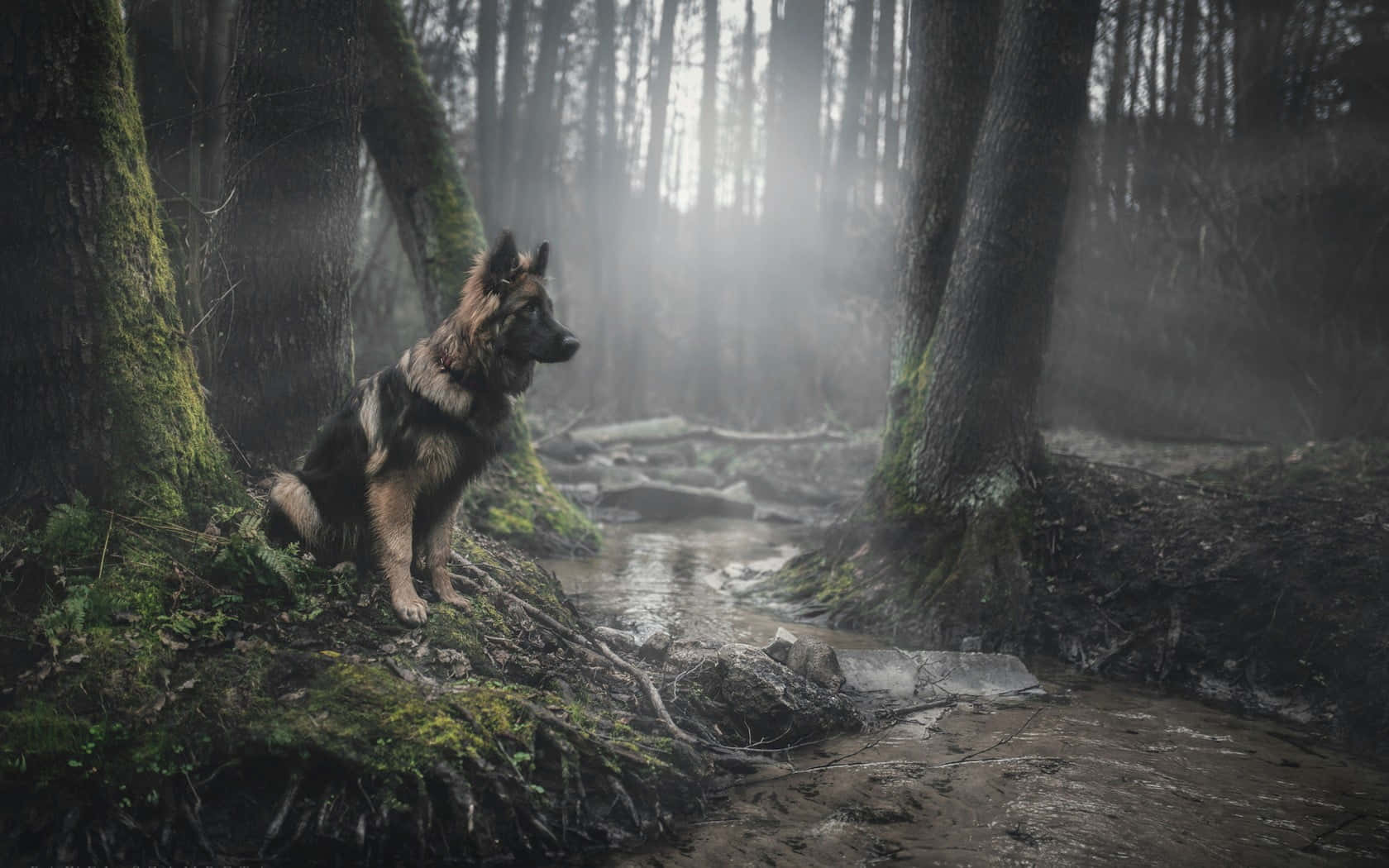 German Shepherd 桌布 壁紙 — 一隻德國牧羊犬警覺地坐在霧氣瀰漫的森林溪流旁，柔和的光線穿過長滿苔蘚的高聳樹木。