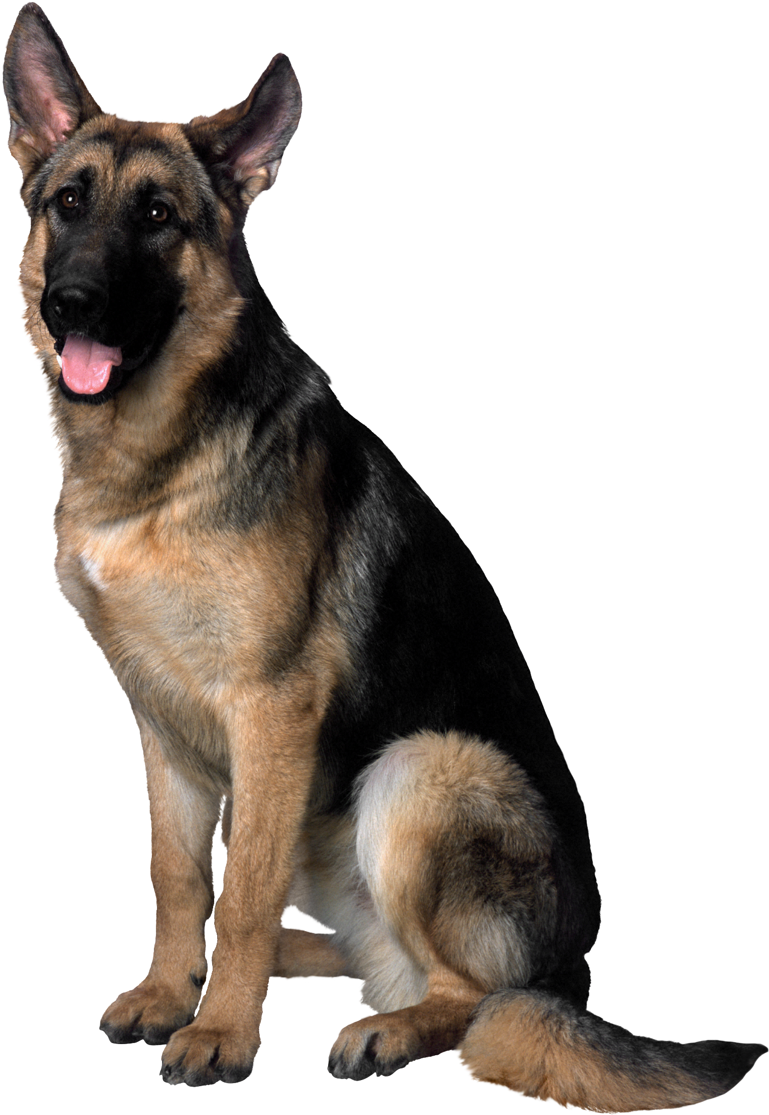 德國狼犬 桌布 壁紙 — 一隻德國牧羊犬警覺地坐著，伸出舌頭，在純黑背景襯托下，突顯其棕黑色毛髮。