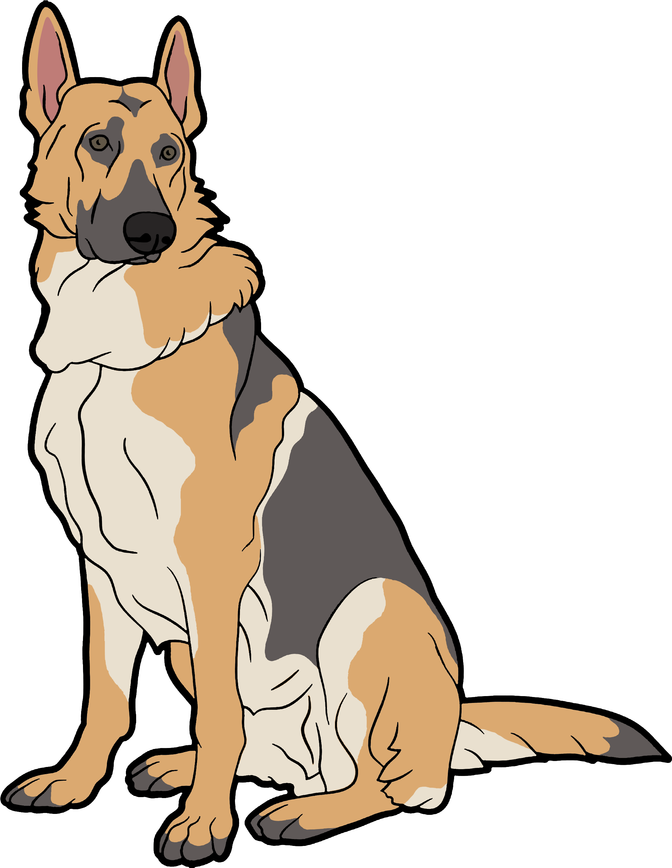 德國狼犬 桌布 壁紙 — 一隻德國牧羊犬警覺地坐著，毛色為棕褐色、黑色和白色，背景為純黑色。