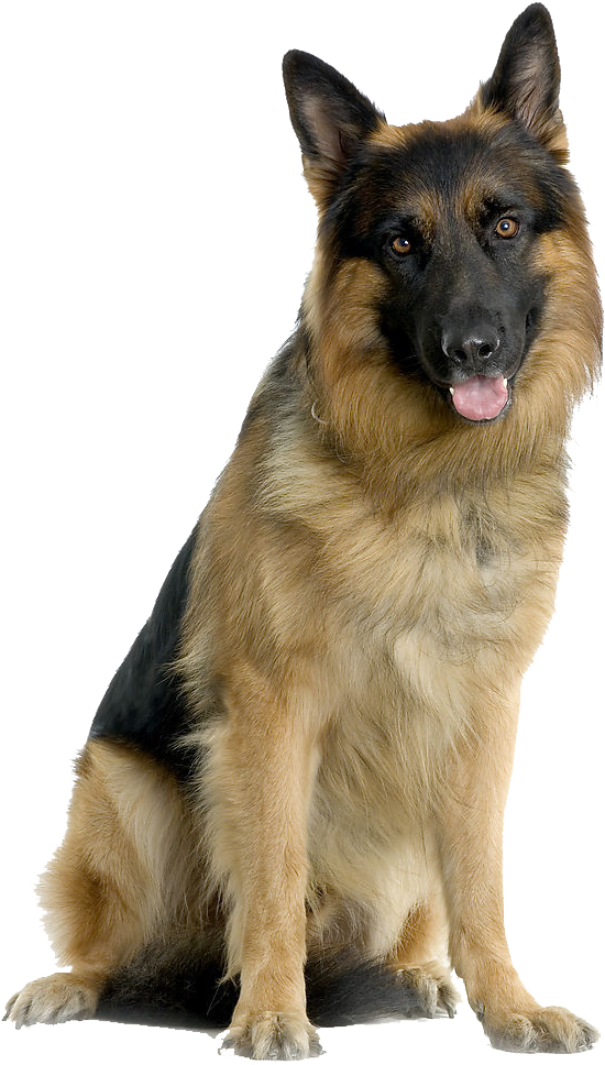 德國狼犬 桌布 壁紙 — 一隻德國牧羊犬警覺地坐著，舌頭伸出，在純黑色背景上展示其棕黑色毛髮。