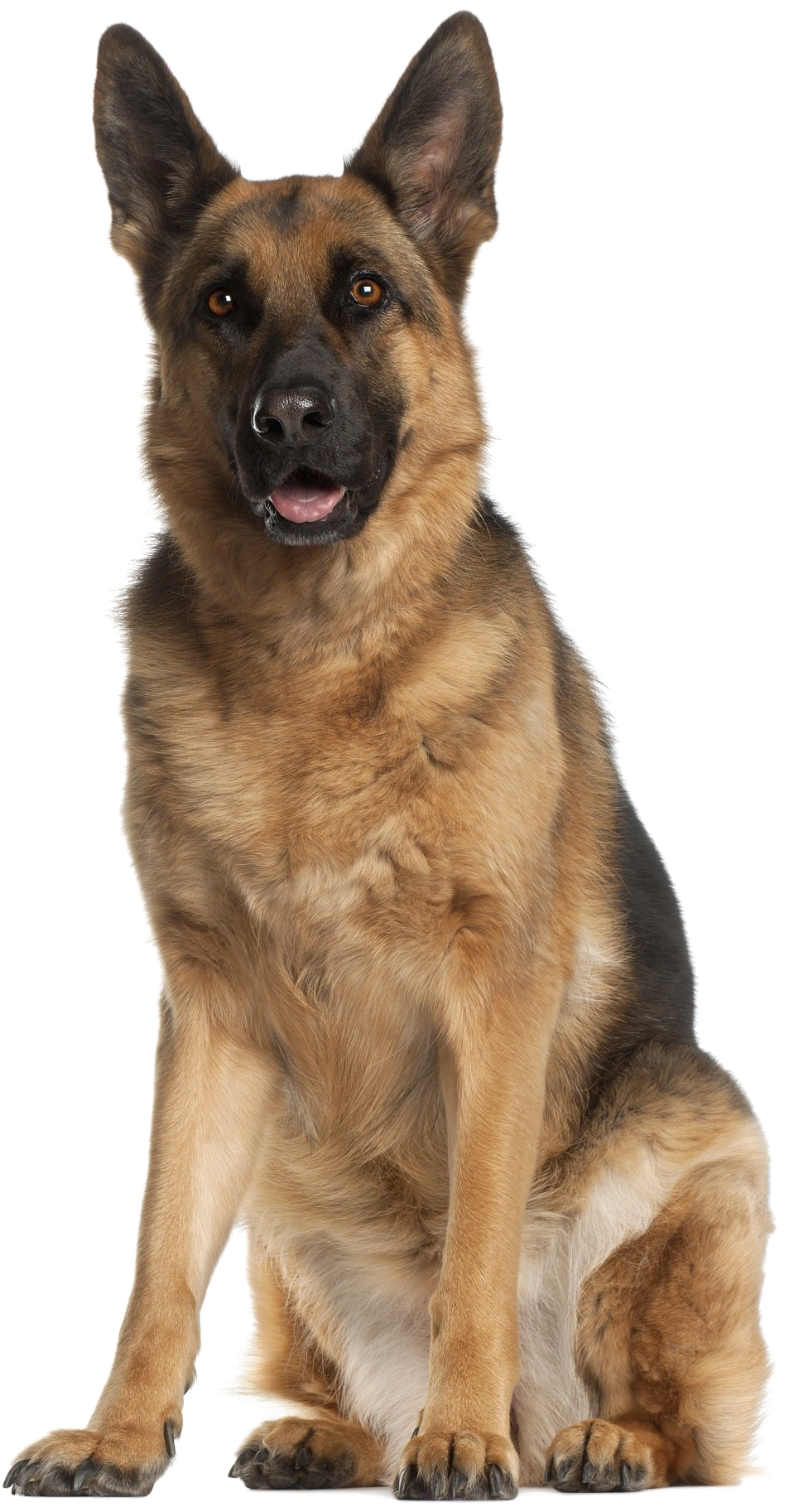 德國狼犬 桌布 壁紙 — 一隻德國牧羊犬警覺地坐著，豎起耳朵，溫暖的琥珀色眼睛，背景是純黑色。