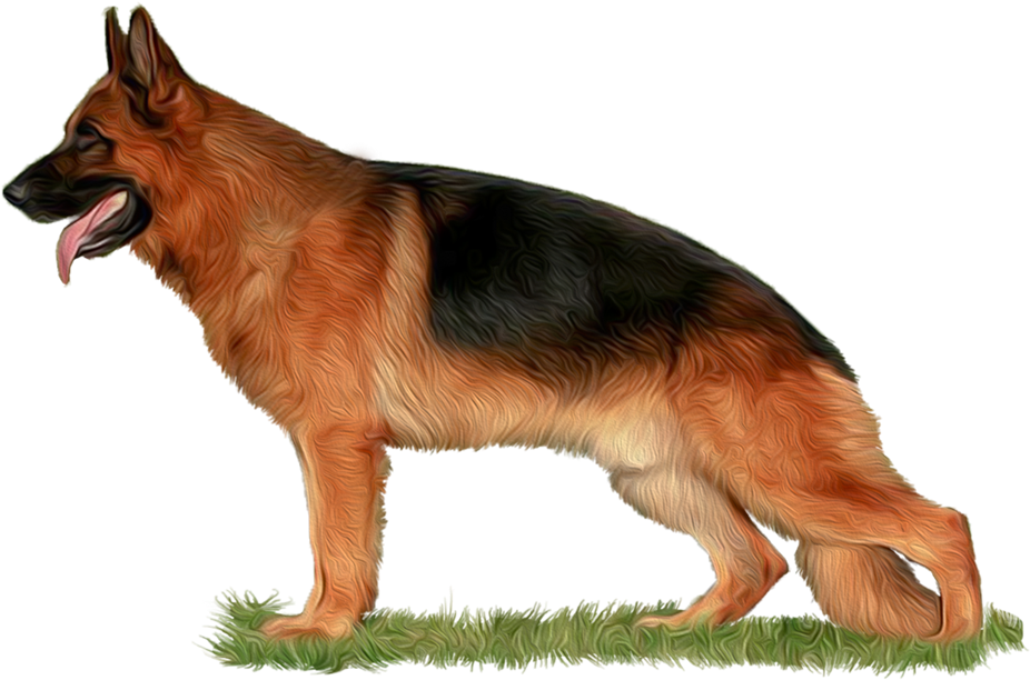 德國狼犬 桌布 壁紙 — 一隻德國牧羊犬警覺地站在一片綠色草地上，背景是 stark 黑色，舌頭伸出。