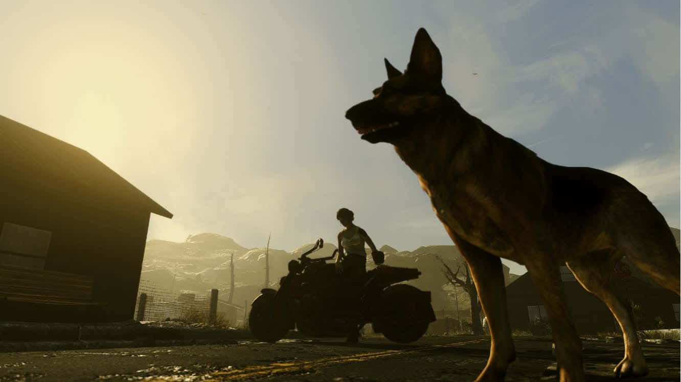 Fallout 4 Dogmeat 桌布 壁紙 — 一隻德國牧羊犬警覺地站在前景，而一個人騎著摩托車在金色夕陽下經過穀倉。