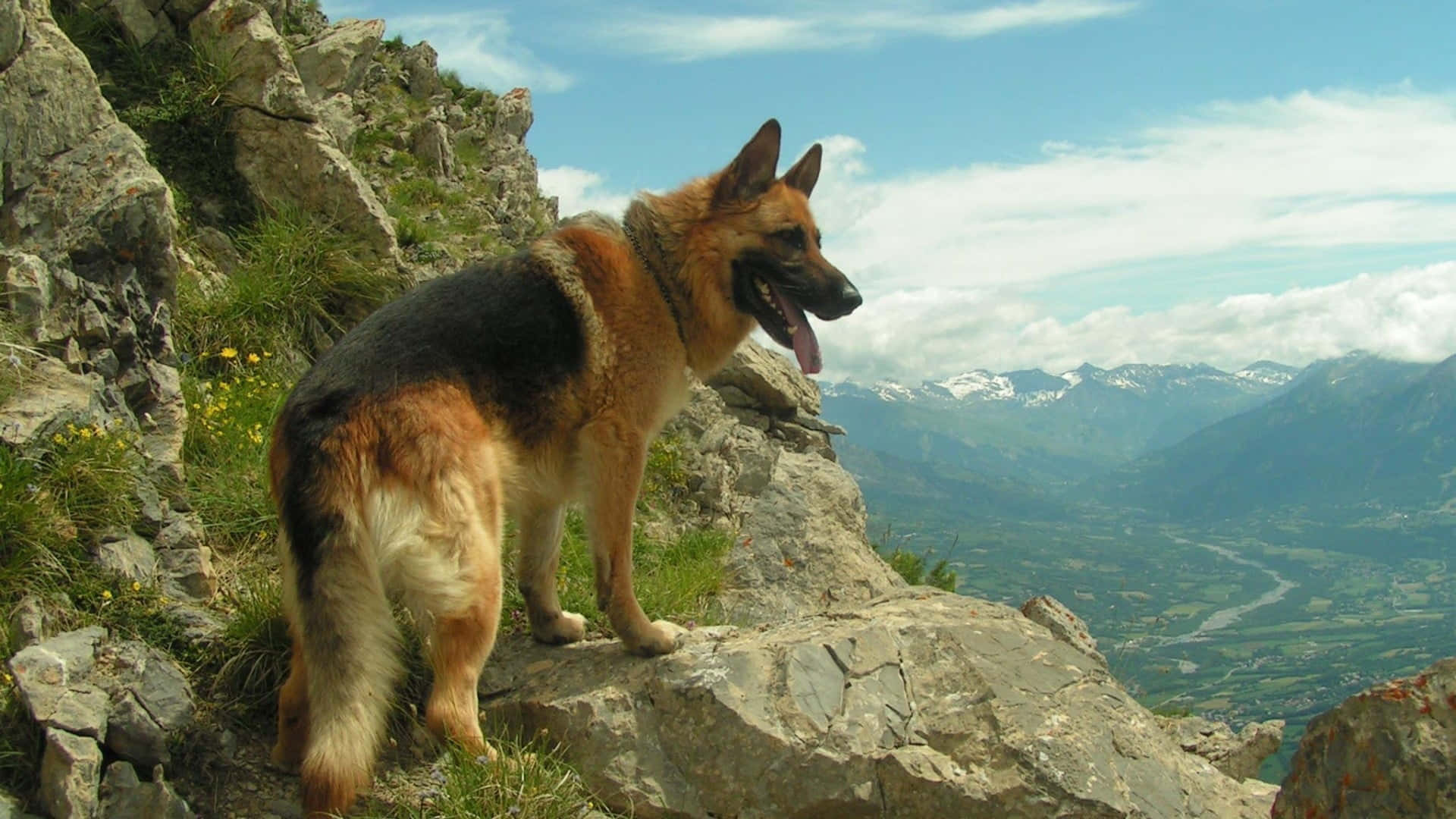 German Shepherd 桌布 壁紙 — 一隻德國牧羊犬警覺地站在陽光明媚的山崖上，俯瞰著一個山谷，遠處有白雪覆蓋的山峰，天空湛藍。