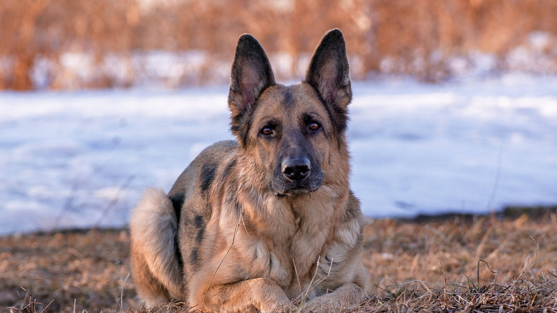 German 桌布 壁紙 — 一隻德國牧羊犬警覺地躺在乾草上，背景是積雪的地面和模糊的秋季灌木叢。