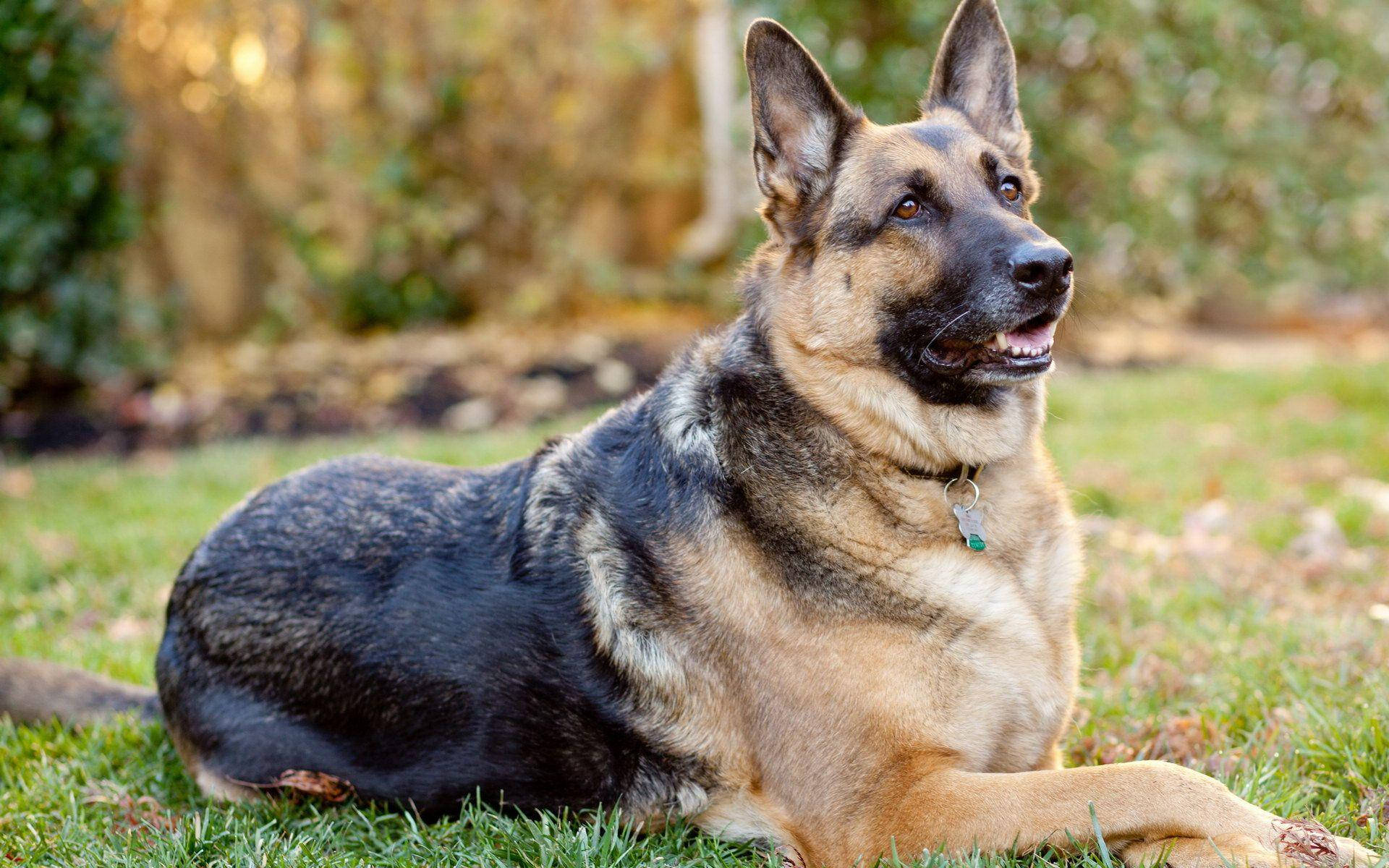 German 桌布 壁紙 — 一隻德國牧羊犬警覺地躺在充滿活力的綠色草地上，背景是柔和模糊的森林。