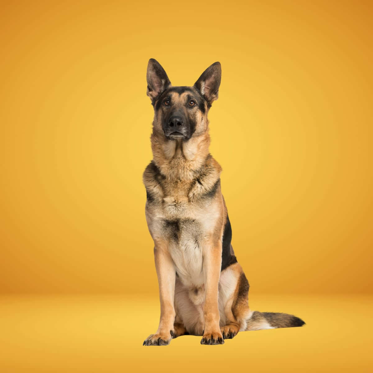 German Shepherd 桌布 壁紙 — 一隻德國牧羊犬警覺而沉穩地坐在溫暖的金黃色攝影棚背景前。