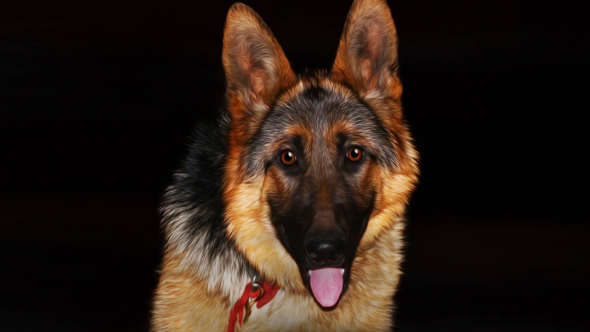 German 桌布 壁紙 — 一隻德國牧羊犬豎起警覺的耳朵，伸出粉紅色的舌頭，在純黑色背景下格外突出。