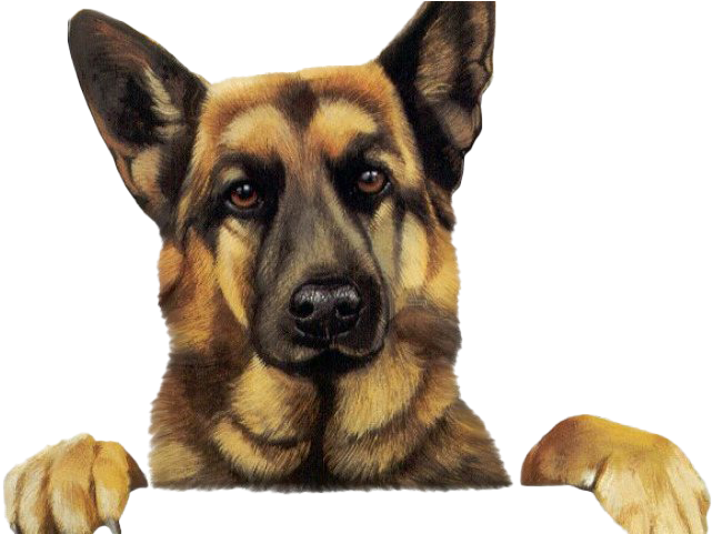 德國狼犬 桌布 壁紙 — 一隻德國牧羊犬豎起警覺的耳朵，溫暖的棕色眼睛越過表面凝視，爪子擱在邊緣上。