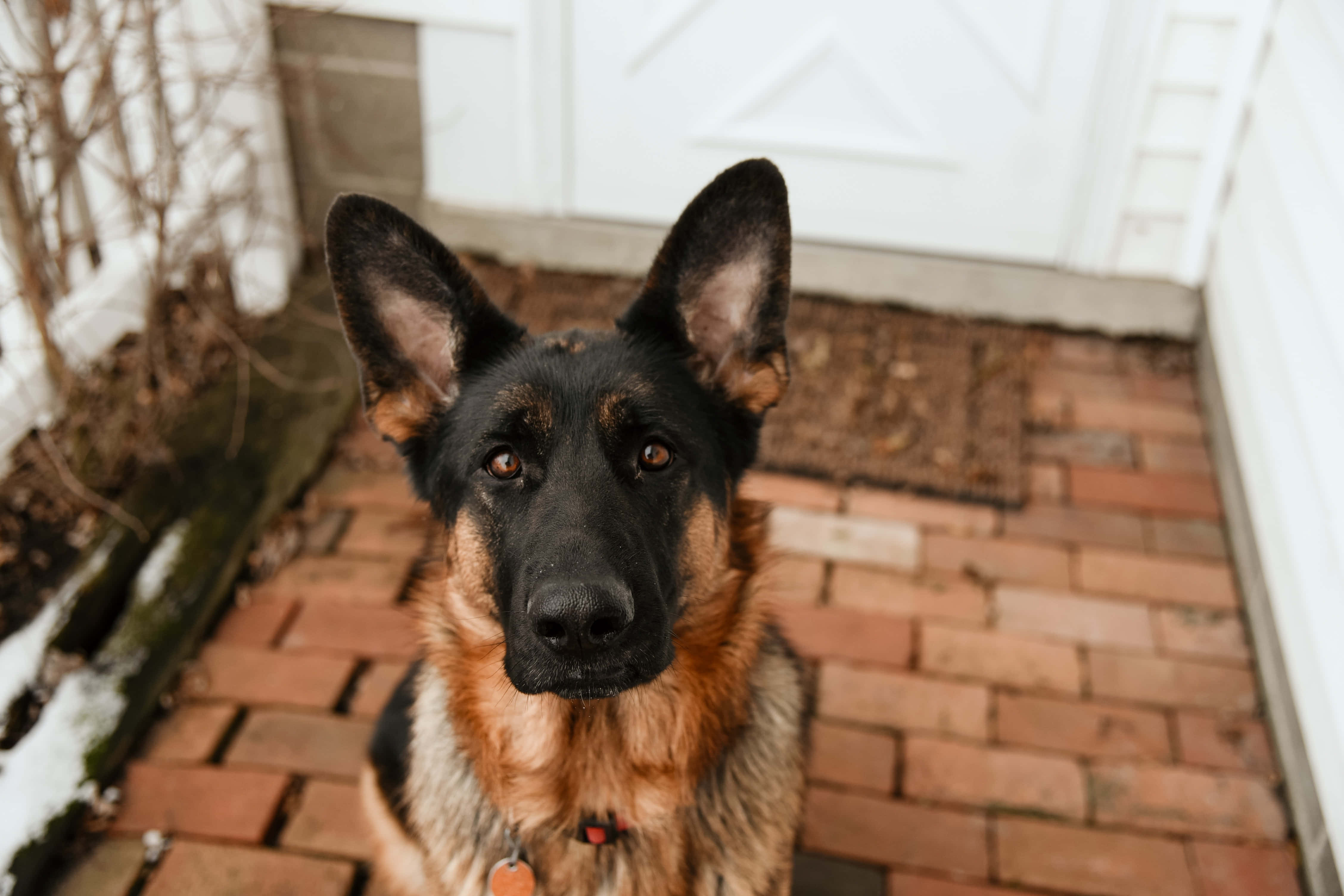 德國狼犬 桌布 壁紙 — 一隻德國牧羊犬豎起警覺的耳朵，眼神溫暖，坐在磚砌庭院裡，旁邊是一扇白色的門，地上有積雪。