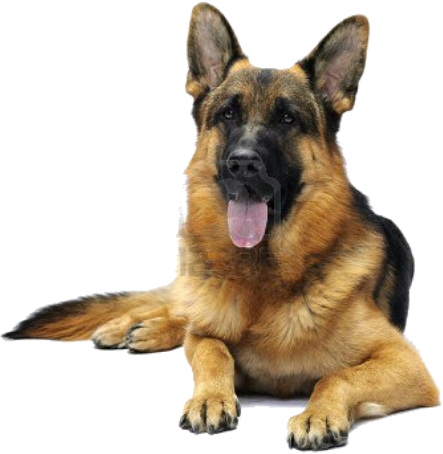 German Shepherd 桌布 壁紙 — 一隻德國牧羊犬躺下，舌頭伸出，背景是 stark 黑色。