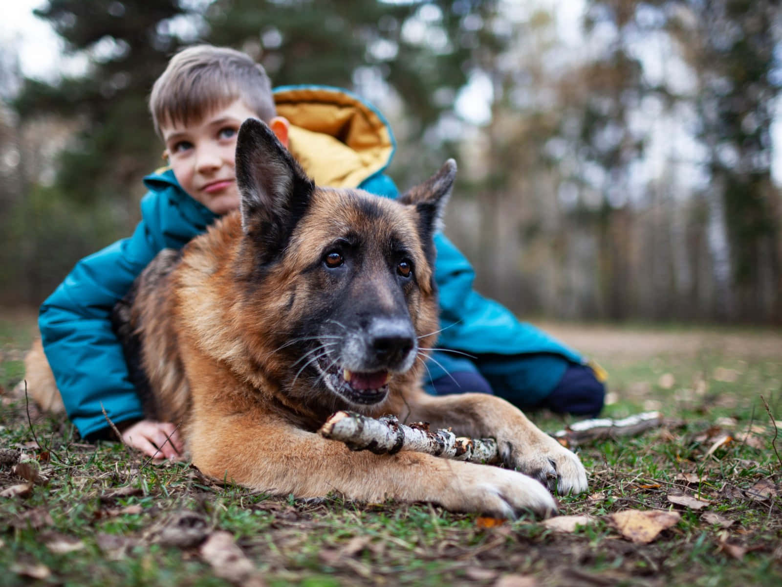 German Shepherd 桌布 壁紙 — 一隻德國牧羊犬躺在草地上咬著一根樹枝，一個穿著藍色外套的小男孩從後面探出頭來。