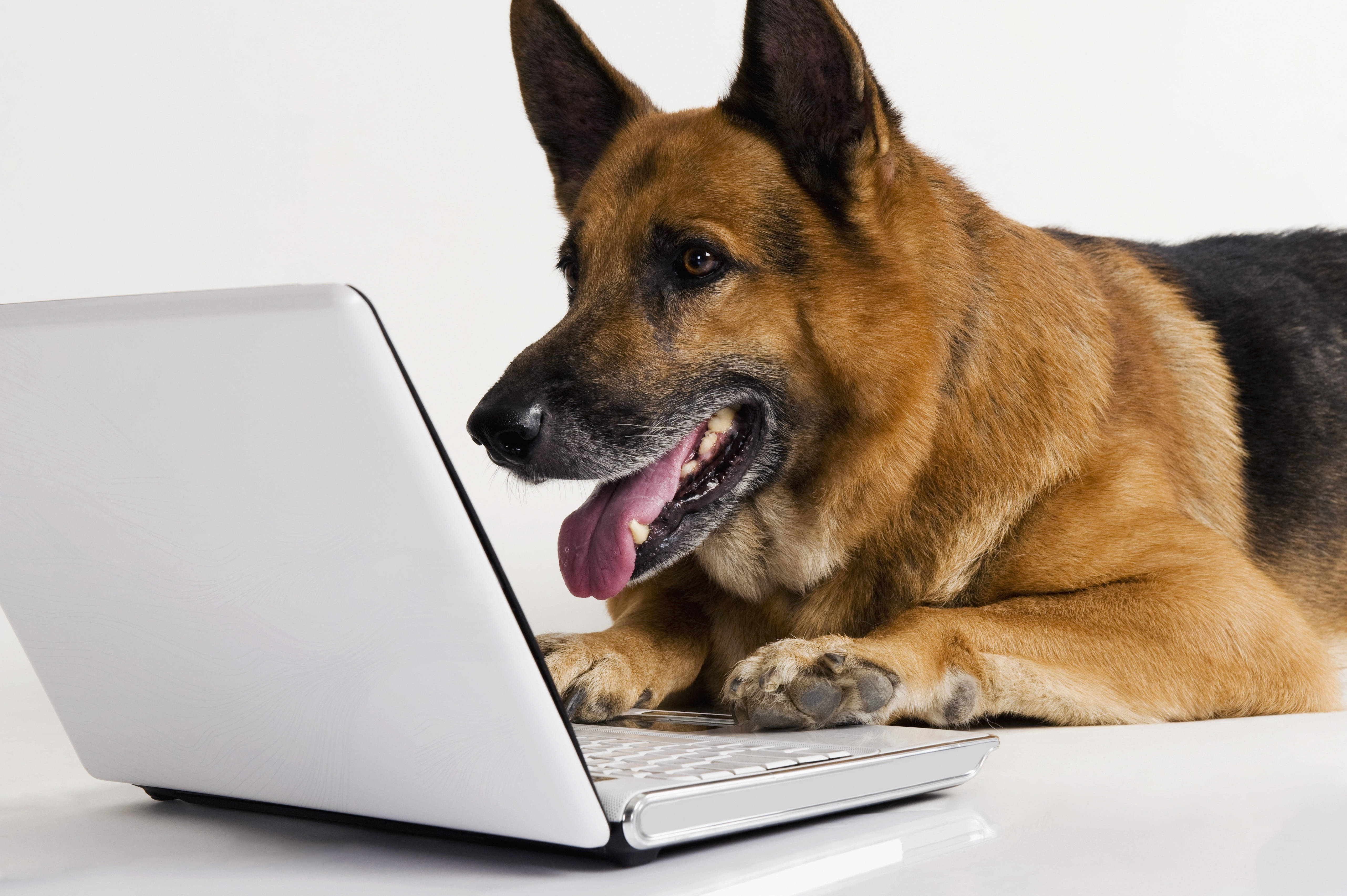 狗 桌布 壁紙 — 一隻德國牧羊犬躺在銀色筆記型電腦旁邊，伸出舌頭看著白色背景上的螢幕。