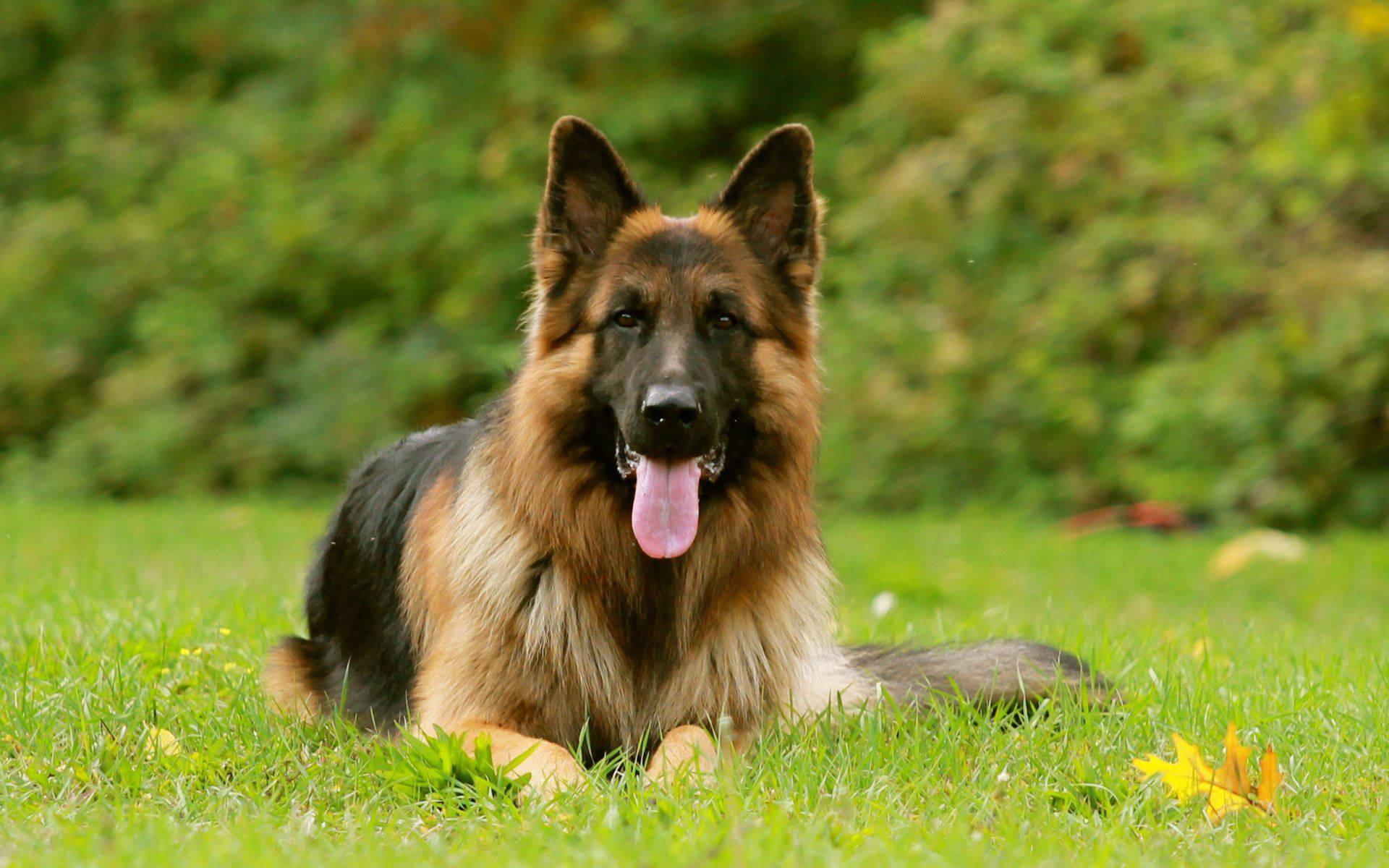 German 桌布 壁紙 — 一隻德國牧羊犬開心地喘著氣躺在鮮綠色的草地上，後面有模糊的樹葉。