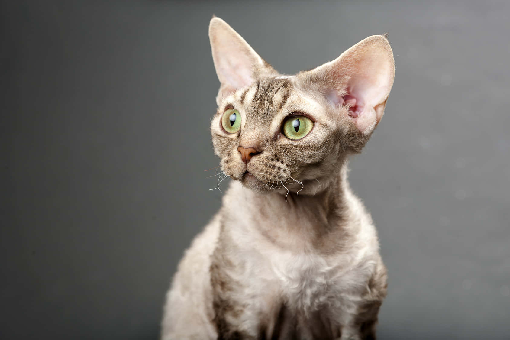 Devon Rex 桌布 壁紙 — 一隻德文帝王貓的特寫，有大耳朵和綠色眼睛，背景是灰色。