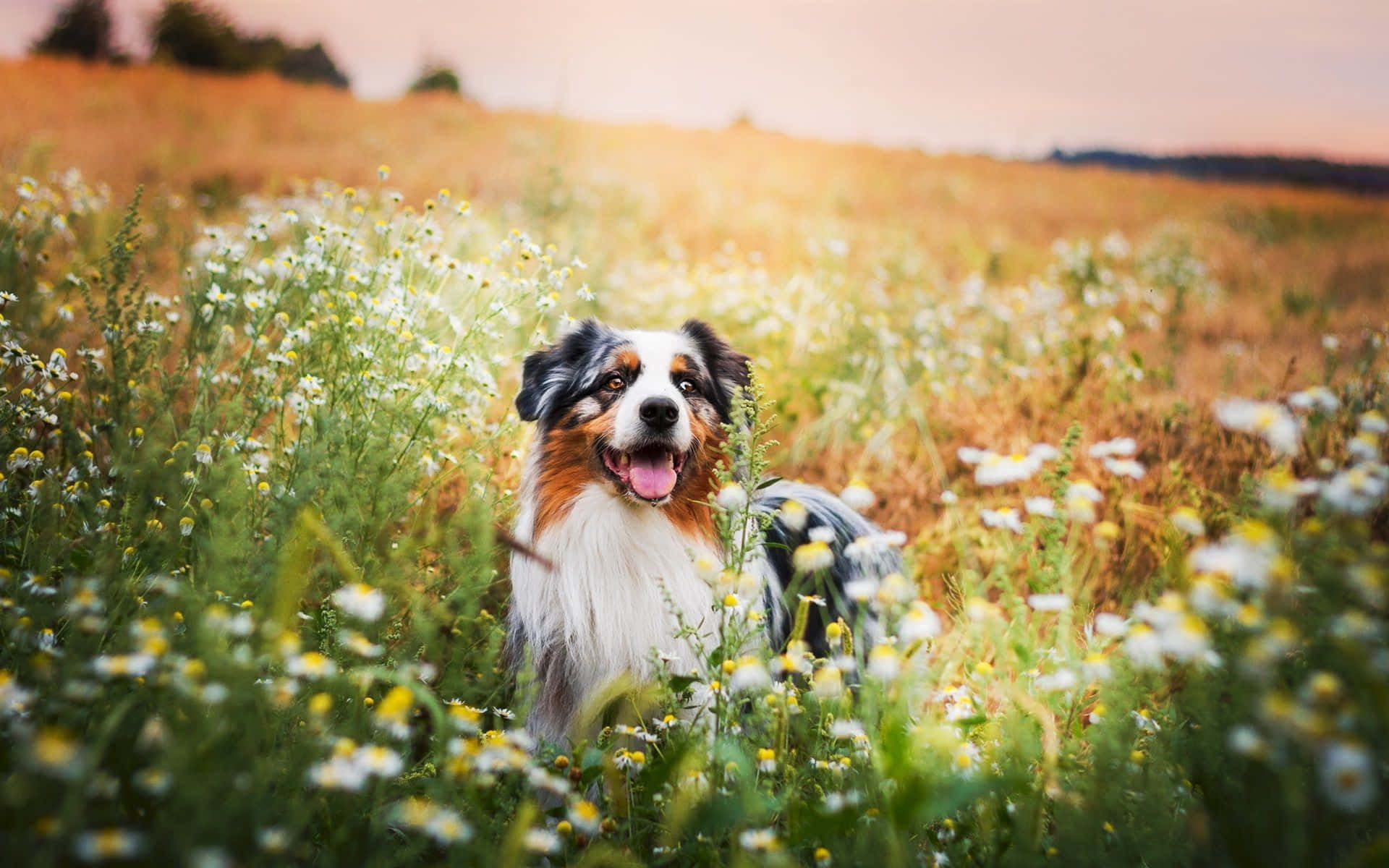 Aesthetic Dog 桌布 壁紙 — 一隻快樂的三色澳洲牧羊犬在陽光明媚的雛菊田裡，於黃金時刻快樂地坐著。