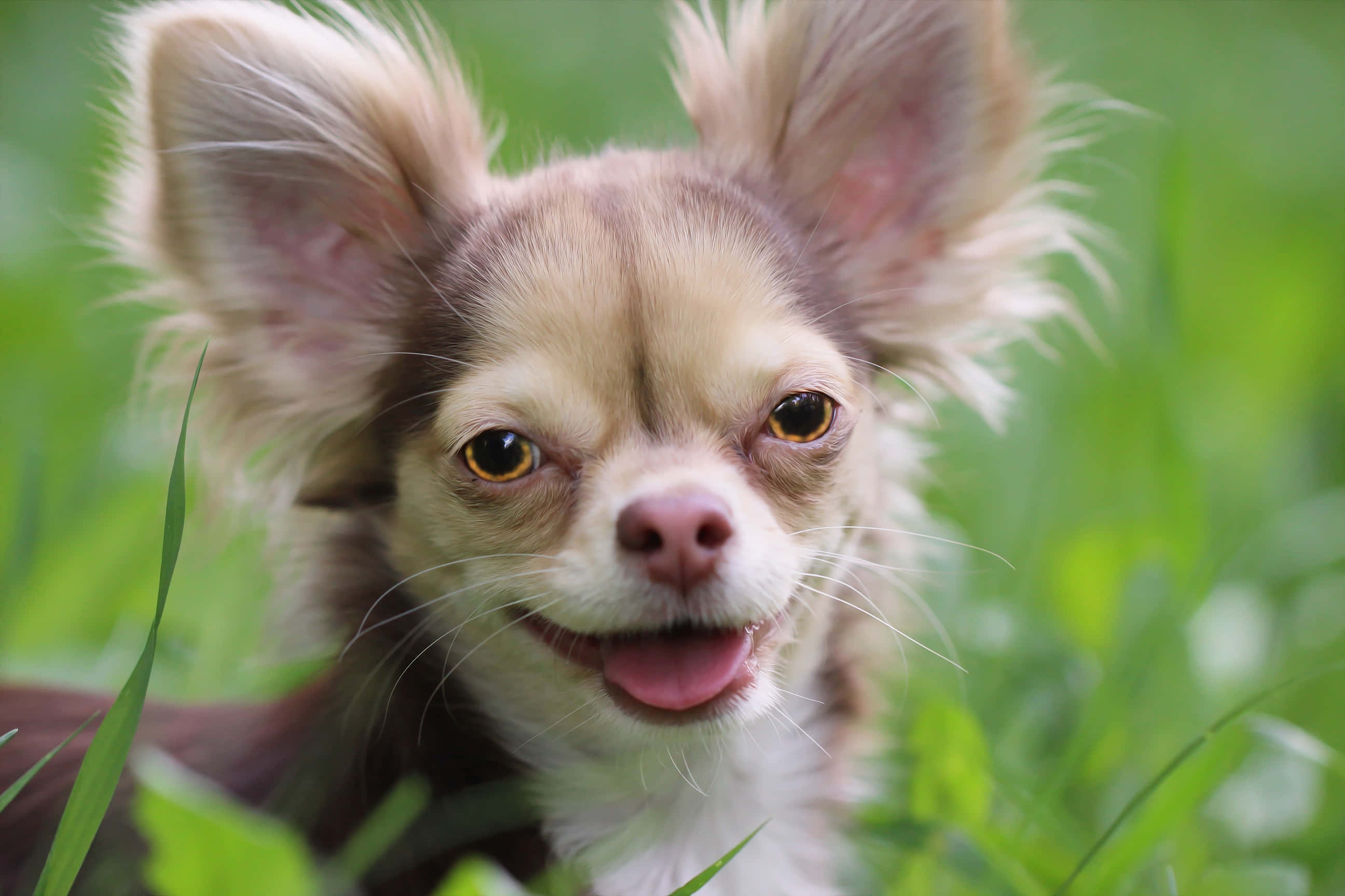 Chihuahua 桌布 壁紙 — 一隻快樂的吉娃娃，有著大耳朵和明亮的眼睛，從充滿活力的綠草中探出頭來。