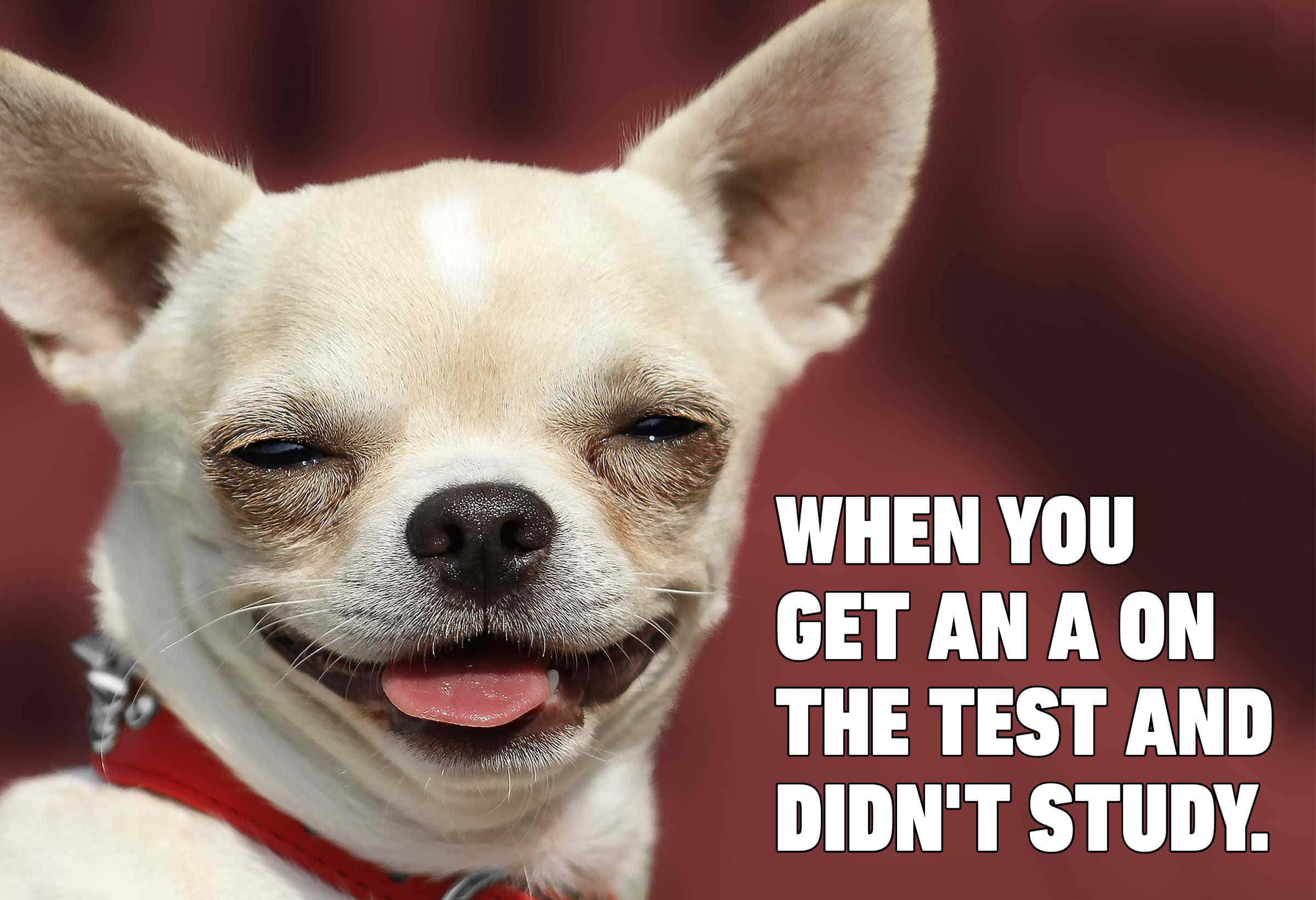 Silly Dog 桌布 壁紙 — 一隻快樂的吉娃娃伸出舌頭瞇著眼睛，在模糊的紅色背景上微笑，帶有文字疊加。