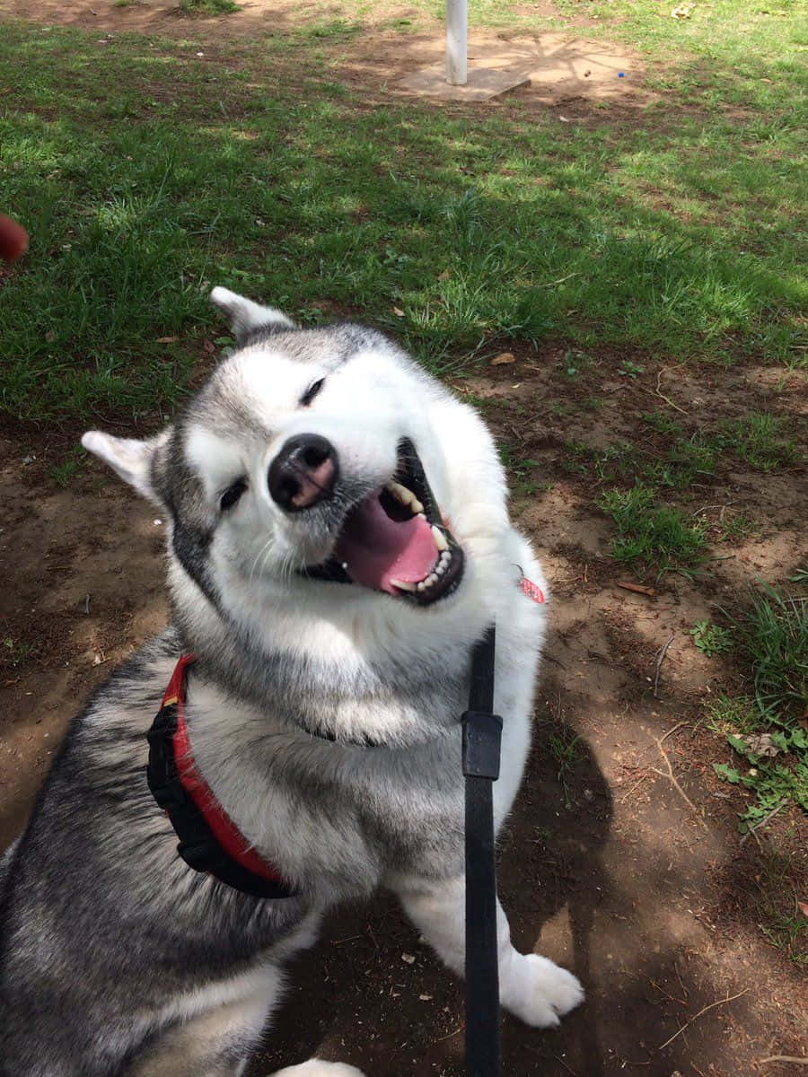 草地 桌布 壁紙 — 一隻快樂的哈士奇，毛色灰白相間，坐在草地上，張開嘴巴露出開心的笑容，戴著紅色胸背帶。