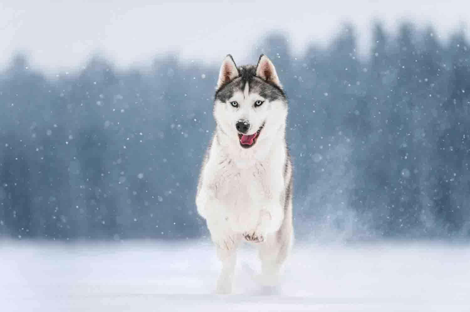 狗 桌布 壁紙 — 一隻快樂的哈士奇在飄落的雪中跳躍，明亮的藍眼睛，背景是模糊的冬季森林。