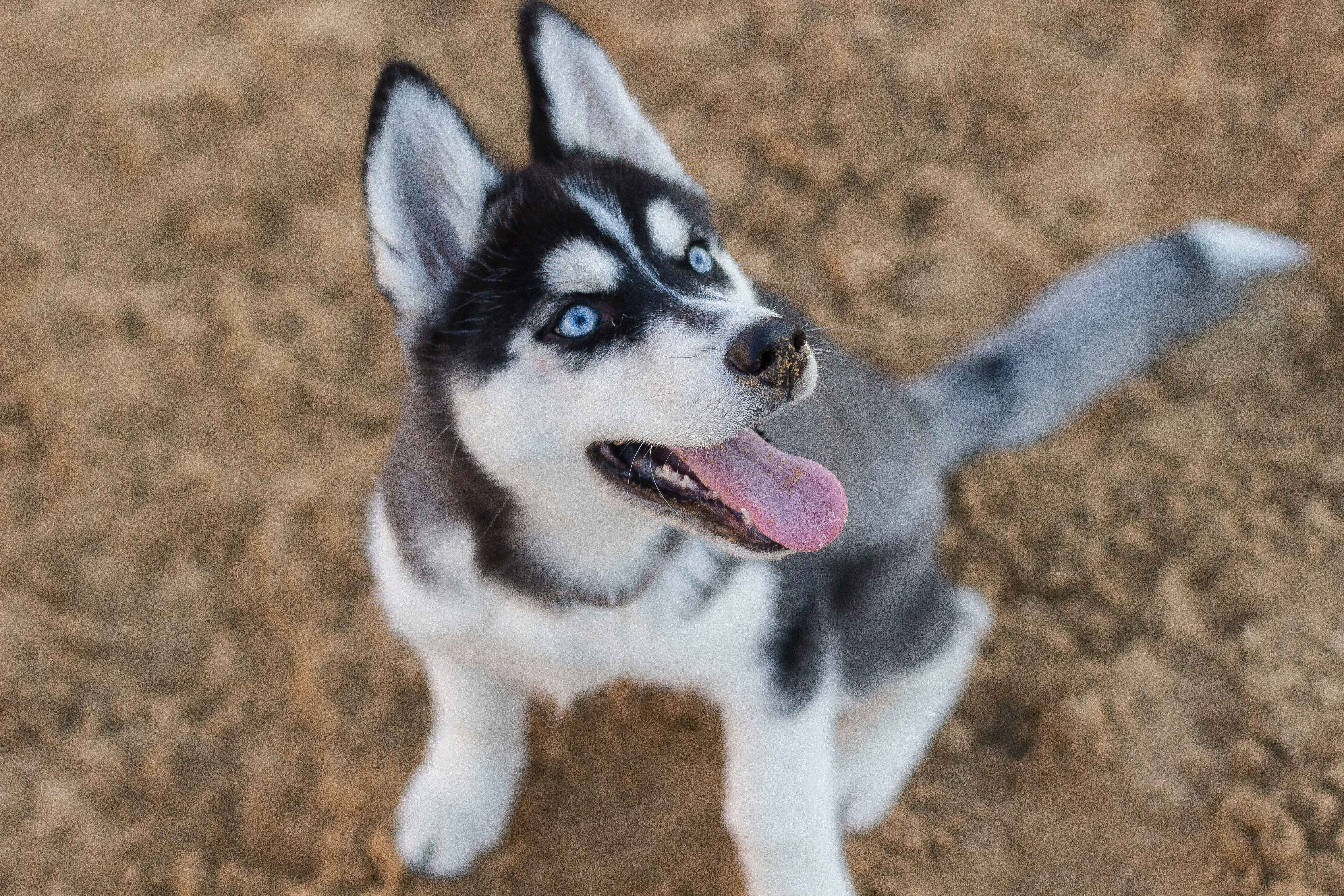 動物 桌布 壁紙 — 一隻快樂的哈士奇幼犬，擁有引人注目的藍色眼睛和黑白相間的毛髮，坐在沙地上，伸出舌頭，期待地向上看。