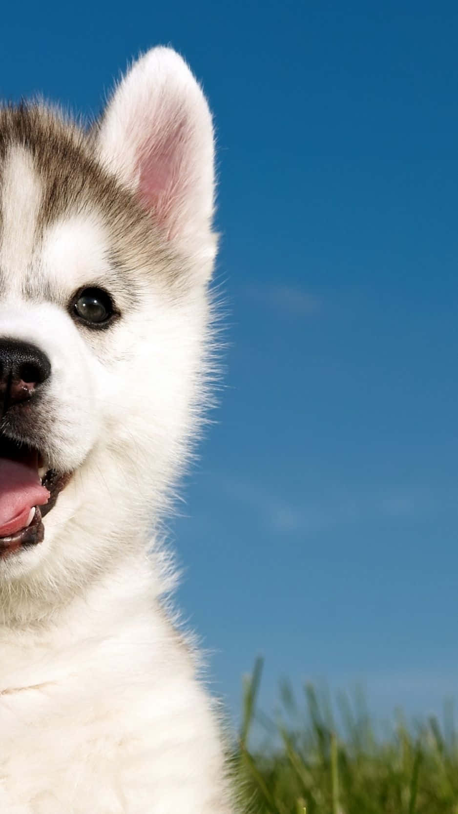 husky 桌布 壁紙 — 一隻快樂的哈士奇幼犬，擁有蓬鬆的白色和灰色毛髮，抬頭望著清澈的藍天，下方是綠草。