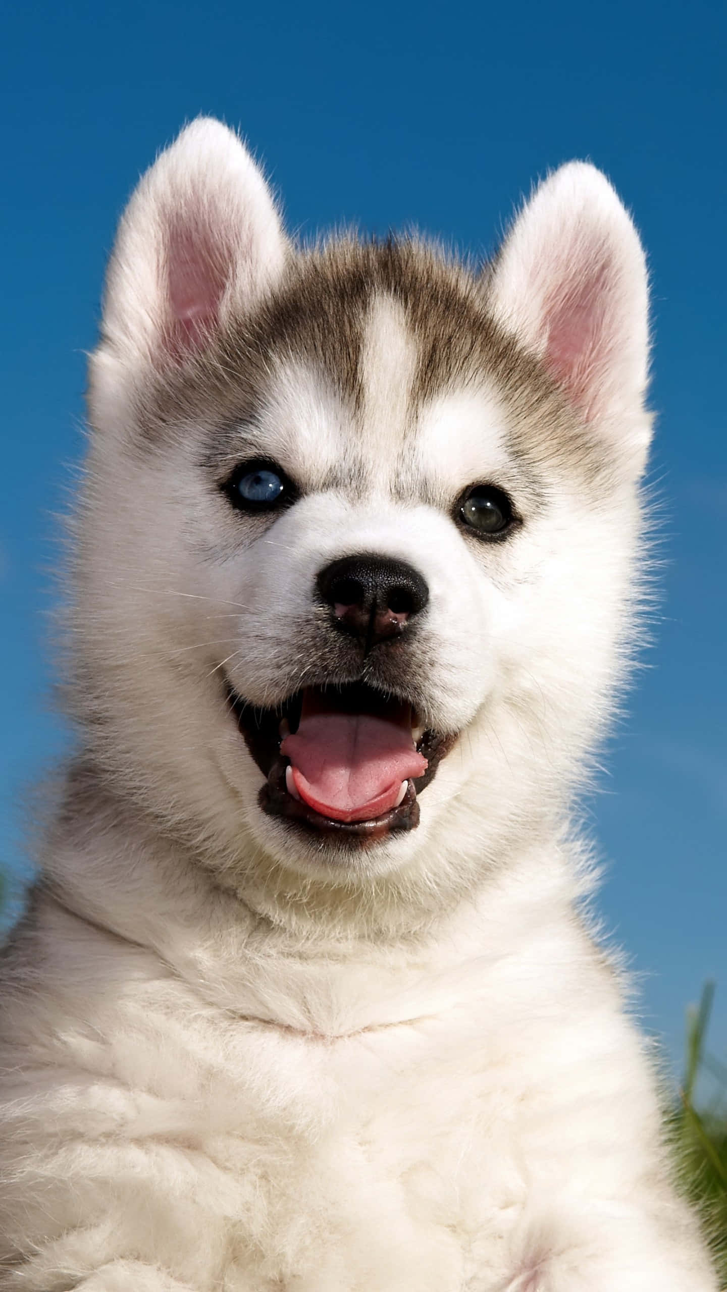Fluffy Puppy 桌布 壁紙 — 一隻快樂的哈士奇幼犬，有一隻藍色和一隻棕色的眼睛，在清澈的藍天下燦爛地微笑。