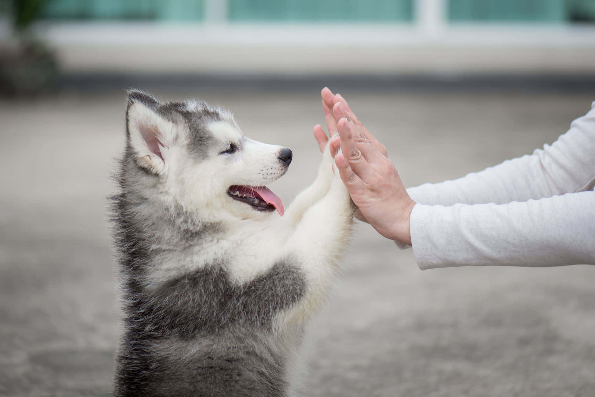 小狗 桌布 壁紙 — 一隻快樂的哈士奇幼犬在戶外以前爪與人的手擊掌。