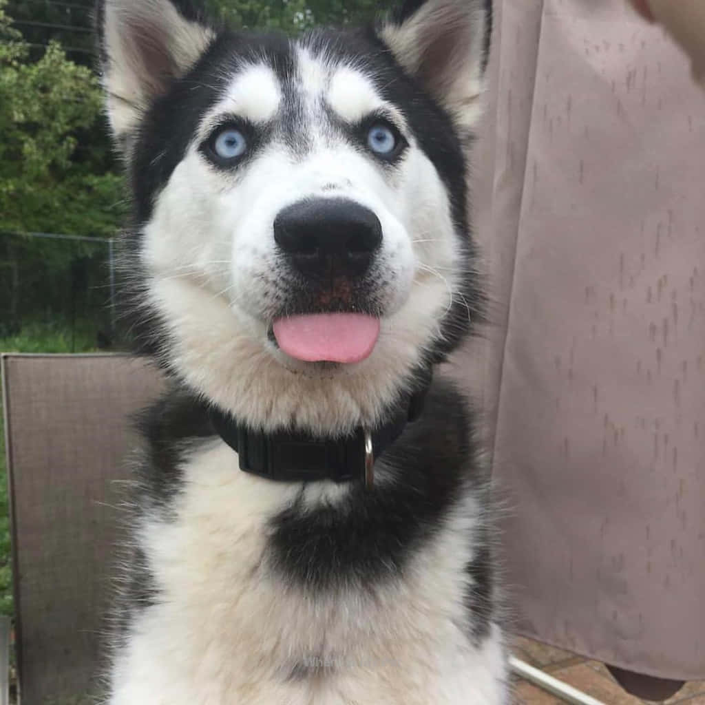 sticking tongue out 桌布 壁紙 — 一隻快樂的哈士奇特寫，擁有引人注目的藍色眼睛和伸出的粉紅色舌頭，直視鏡頭。