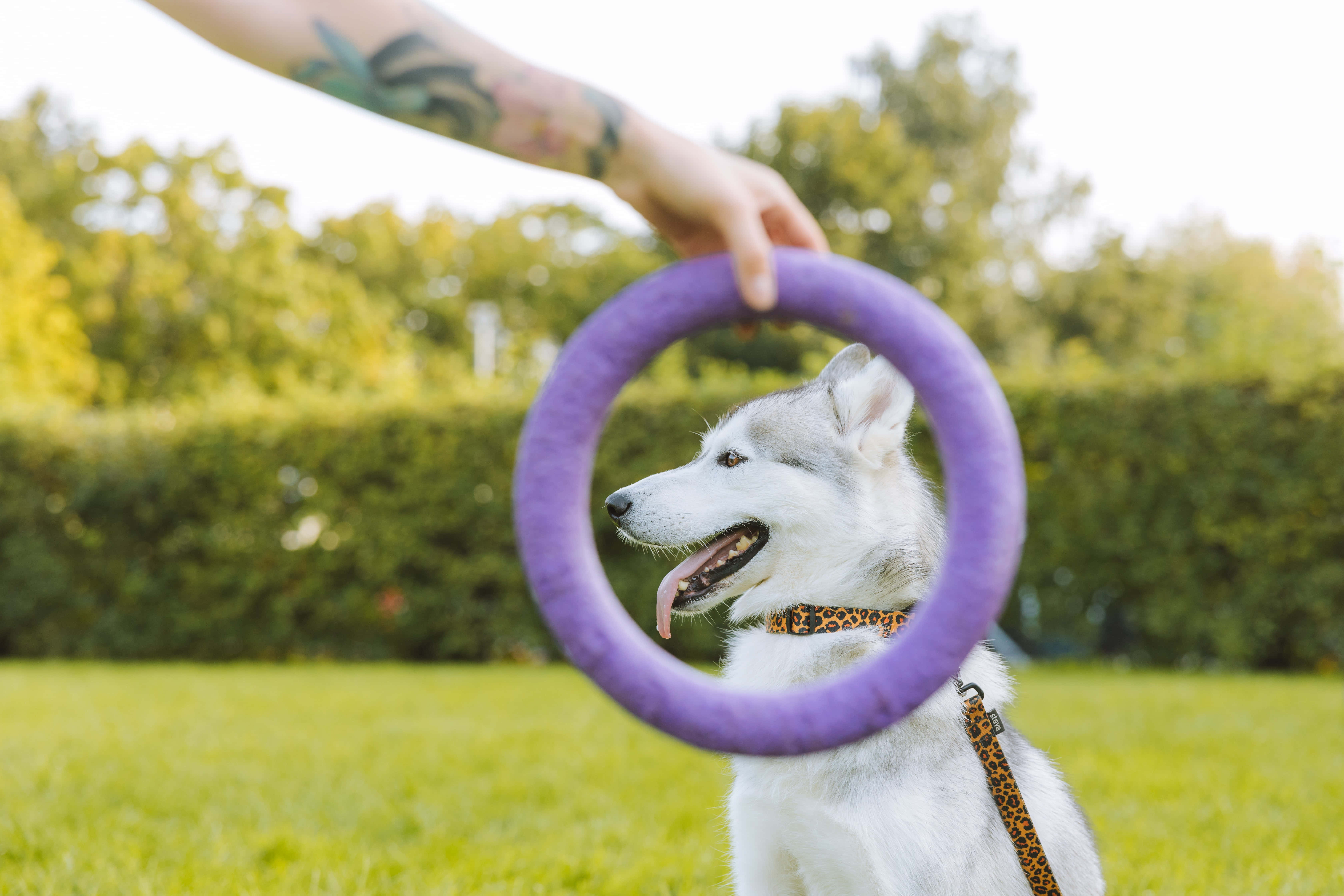 動物 桌布 壁紙 — 一隻快樂的哈士奇狗伸出舌頭，透過一個刺青手拿著的紫色環圈在陽光明媚的公園裡窺視。