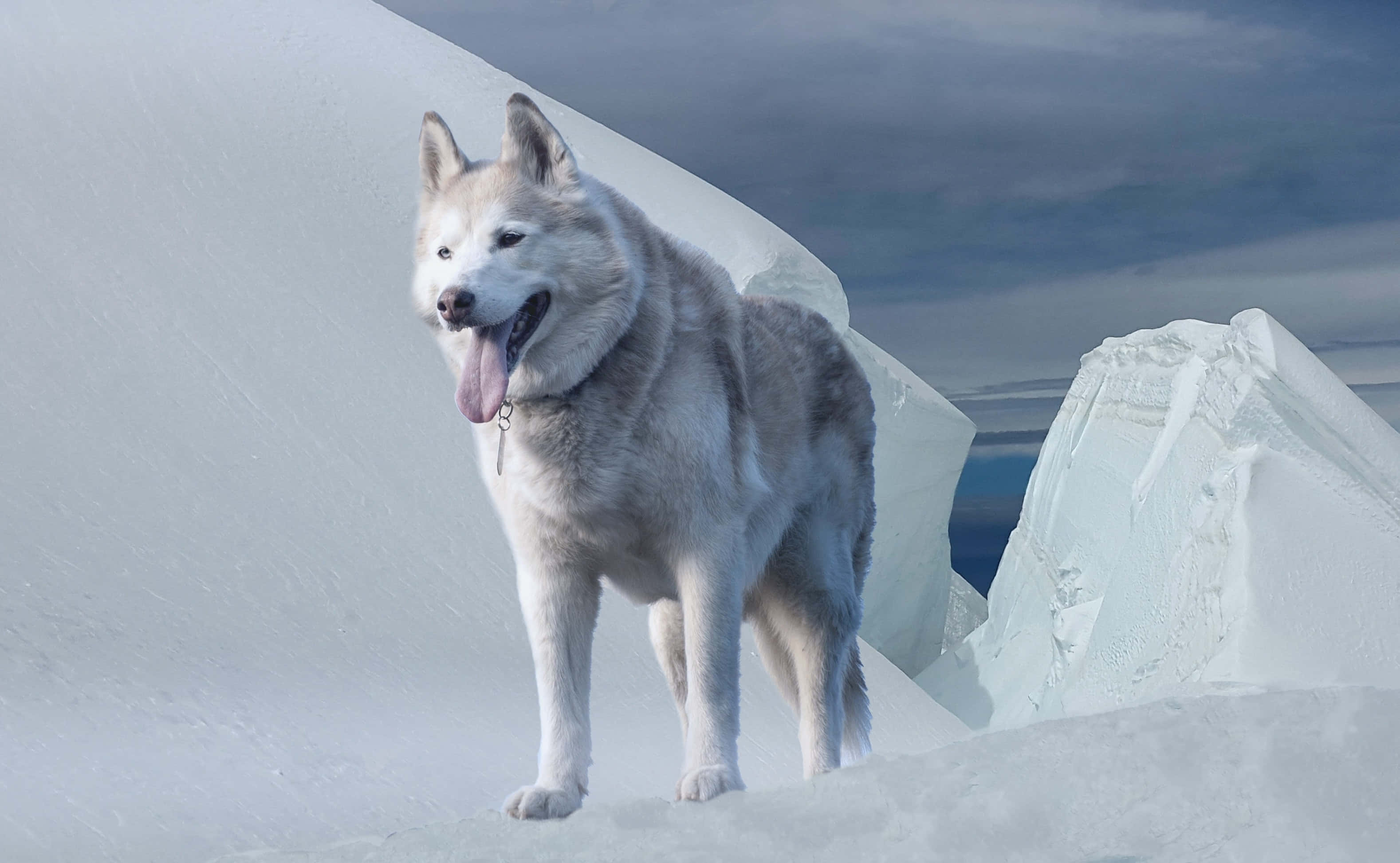 動物 桌布 壁紙 — 一隻快樂的哈士奇狗在陰天天空下，警覺地站在雪坡上，旁邊是一個大冰層。