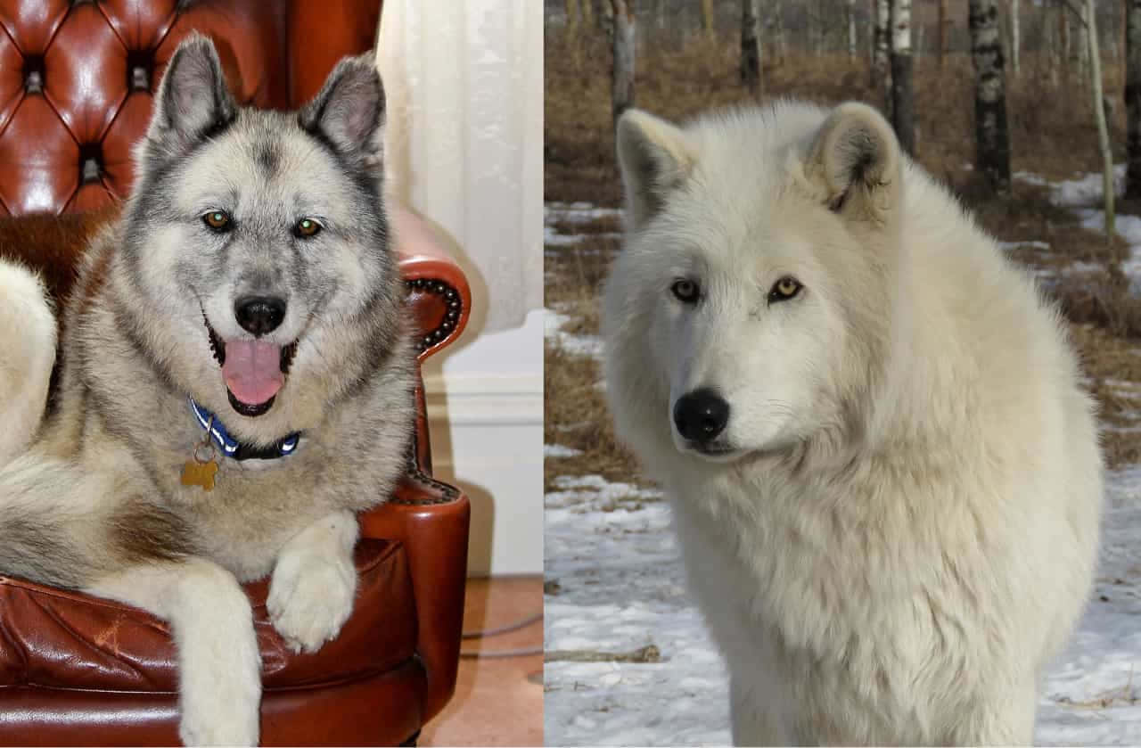 wolfdog 桌布 壁紙 — 一隻快樂的哈士奇躺在皮椅上，旁邊是一隻站在雪地森林中的白狼。