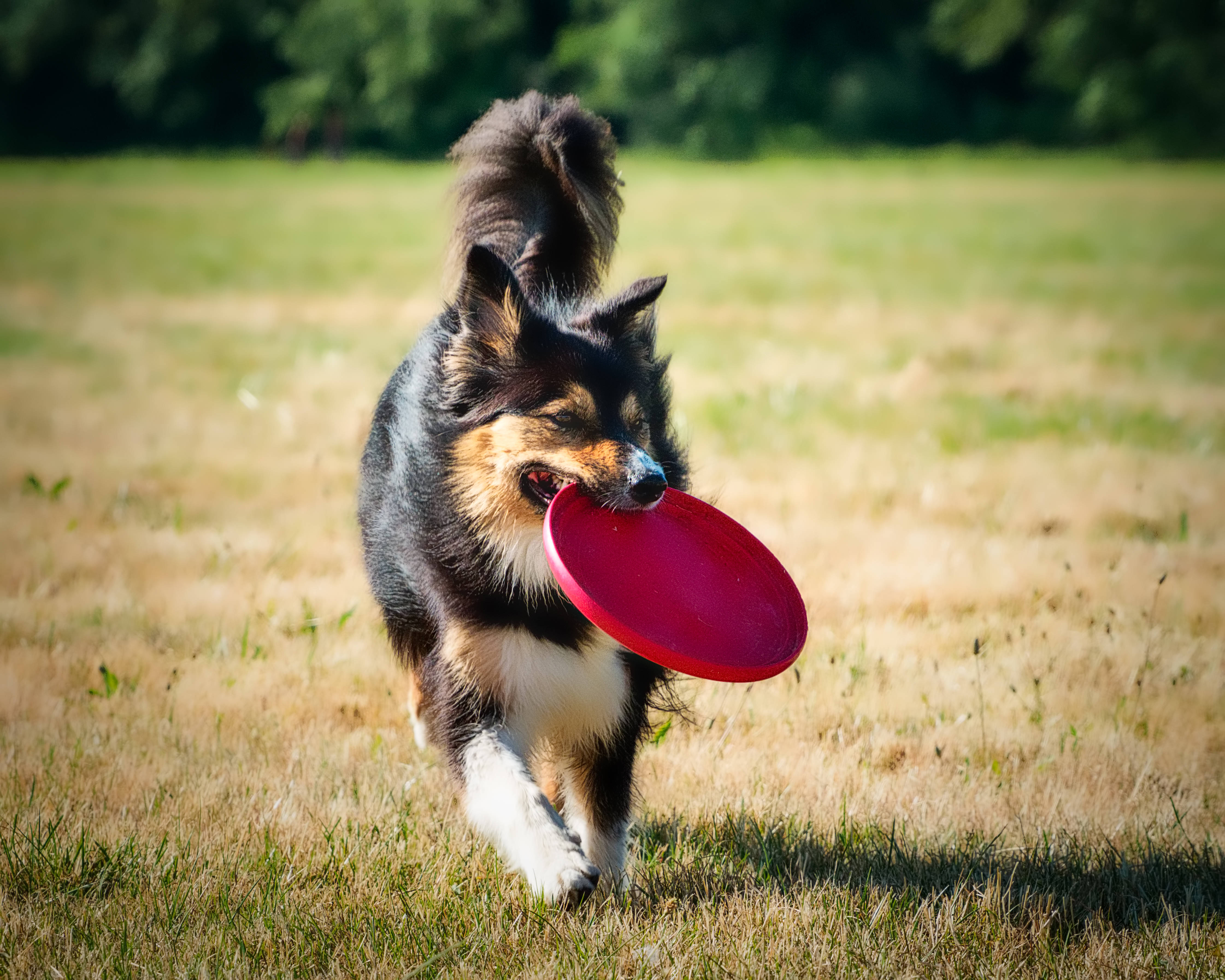 Frisbee 桌布 壁紙 — 一隻快樂的喜樂蒂牧羊犬在陽光照耀的田野上奔跑，嘴裡叼著一個鮮紅色的飛盤。
