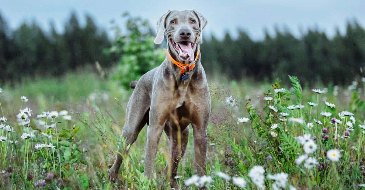 Weimaraner 桌布 壁紙 — 一隻快樂的威瑪獵犬戴著橙色項圈，高興地站在白色雛菊和綠色草地的田野中。
