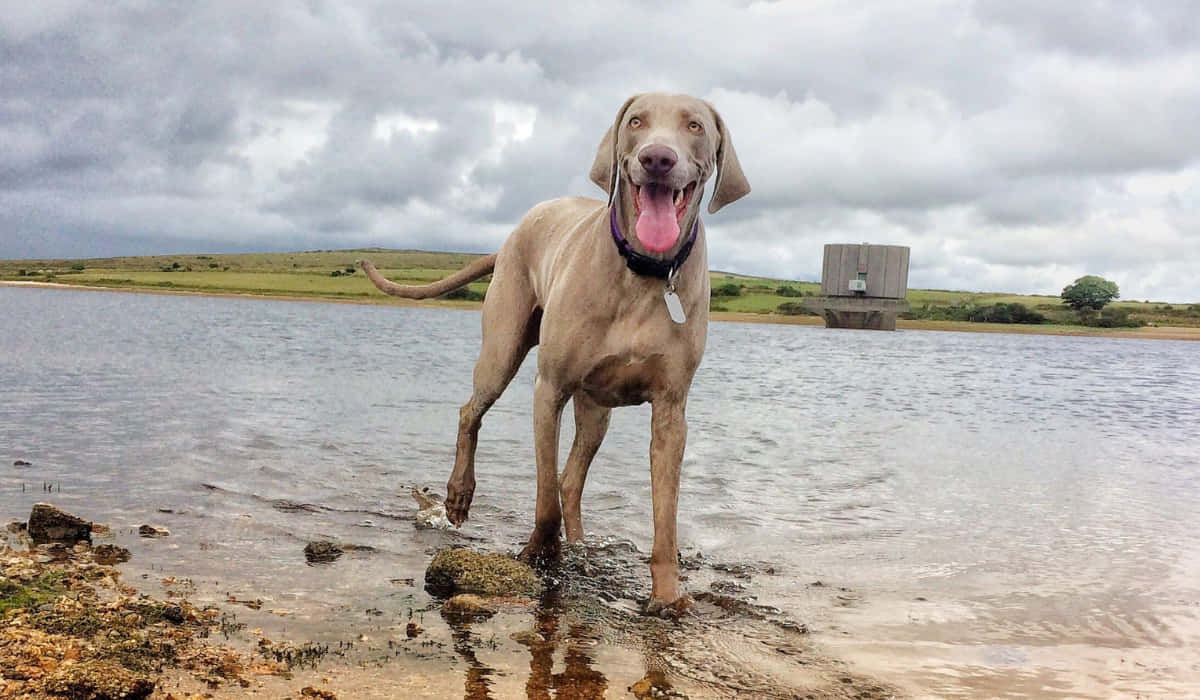 Weimaraner 桌布 壁紙 — 一隻快樂的威瑪獵犬站在湖邊淺水中，天空多雲，遠處有混凝土建築物。