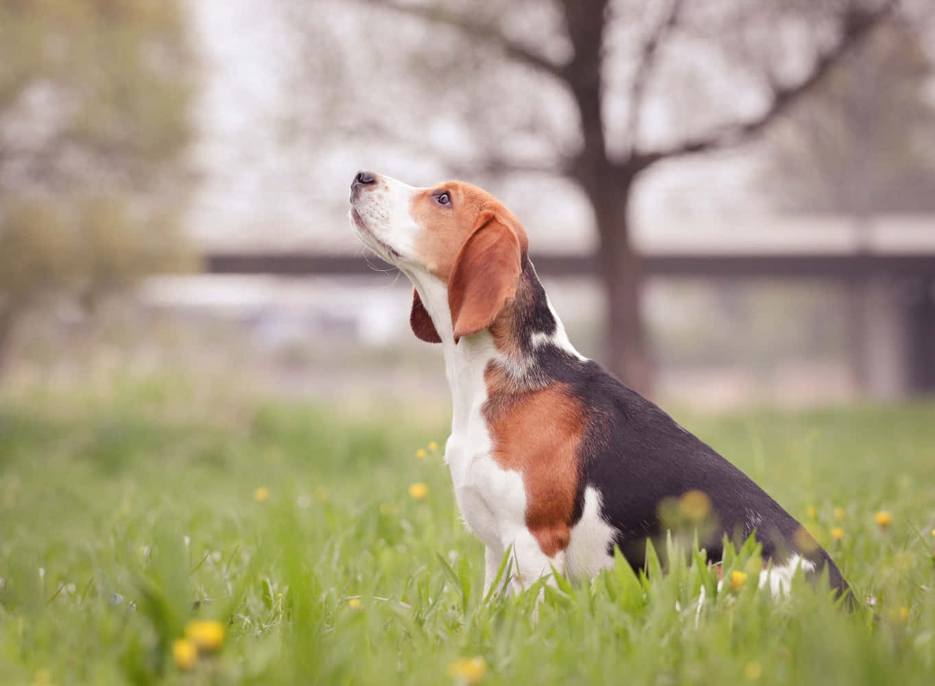 一隻快樂的小獵犬幼犬正在尋找冒險。 壁紙