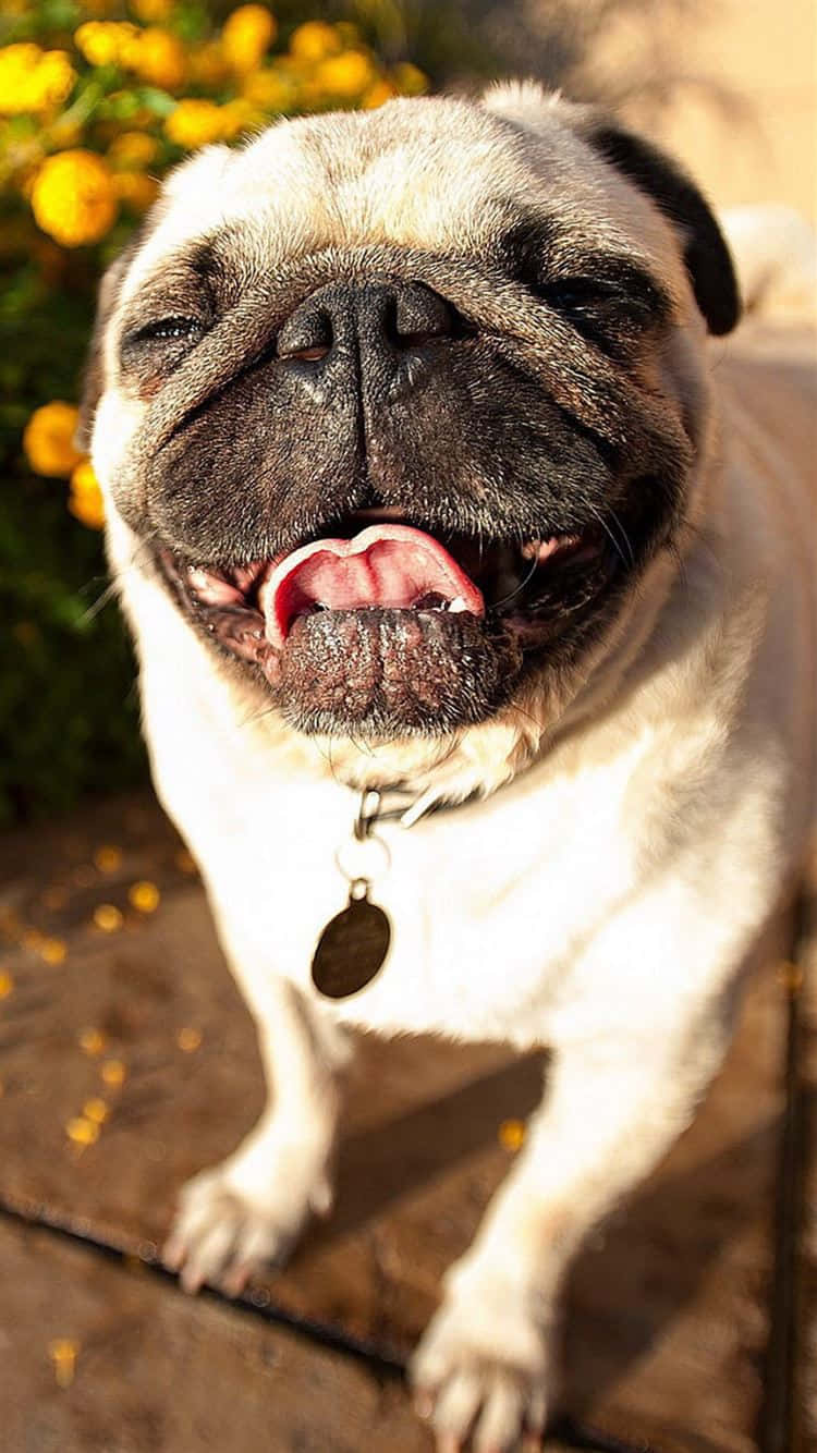 smiling dog 桌布 壁紙 — 一隻快樂的巴哥犬，張大嘴巴伸出舌頭，站在木甲板上，周圍有黃色花朵，在溫暖的陽光下。