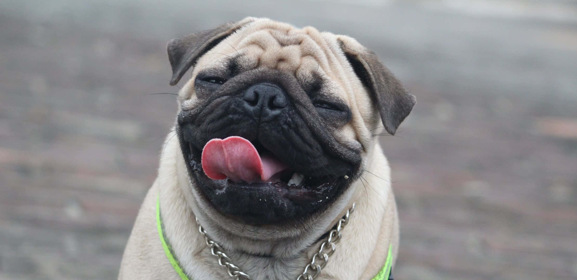 2220x1080 桌布 壁紙 — 一隻快樂的巴哥犬，臉部皺紋，伸出粉紅色舌頭，穿著綠色胸背帶和鏈條項圈。