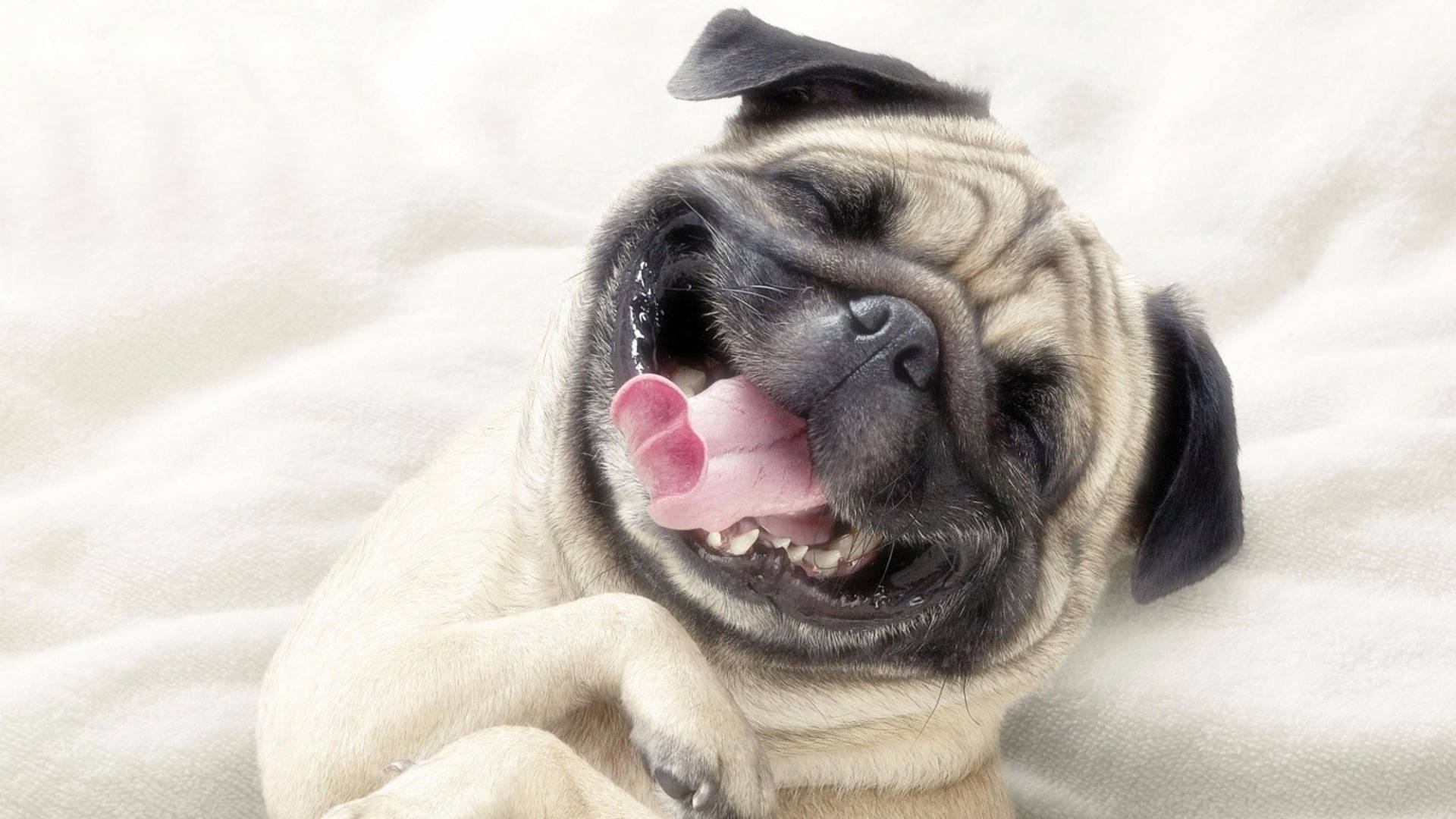 Happy 桌布 壁紙 — 一隻快樂的巴哥犬，臉部皺紋，粉紅色舌頭伸出，躺在柔軟的白色毯子上。