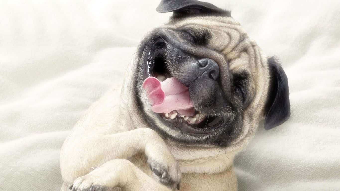 巴哥犬 桌布 壁紙 — 一隻快樂的巴哥犬幼犬，皺巴巴的臉和粉紅色的舌頭伸出，躺在柔軟的白色毯子上。