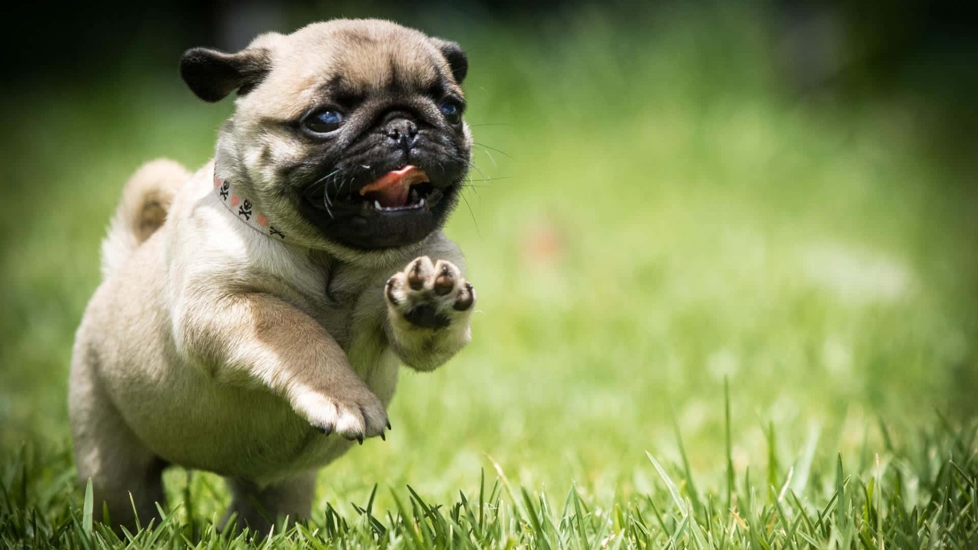 狗 桌布 壁紙 — 一隻快樂的巴哥犬幼犬在陽光照耀的草地上張開嘴巴，充滿玩樂能量地跳躍。