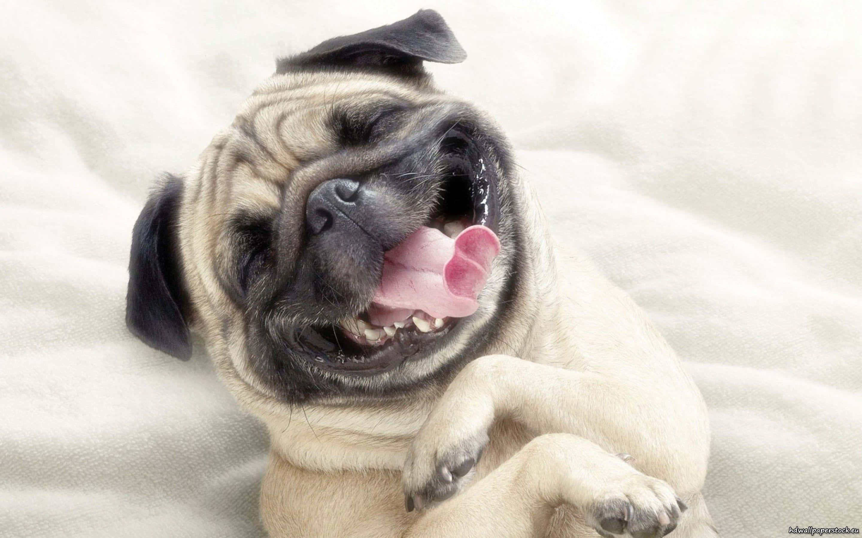 Pug 桌布 壁紙 — 一隻快樂的巴哥犬幼犬躺在白色毯子上，張開嘴巴伸出舌頭，露出喜悅的表情。