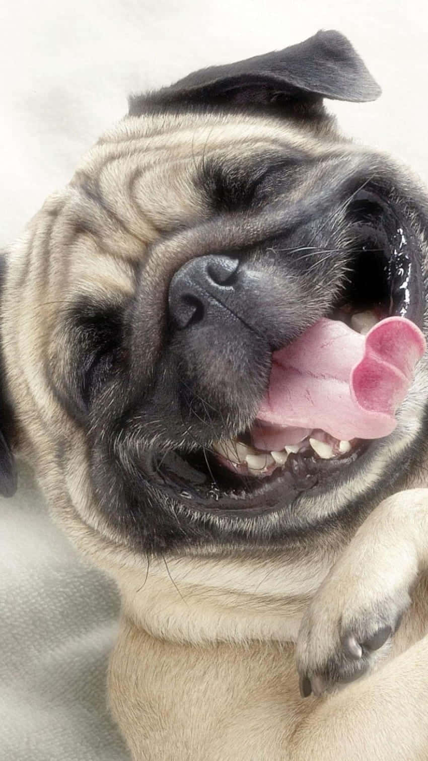 happy dog 桌布 壁紙 — 一隻快樂的巴哥犬特寫，伸出舌頭，瞇起眼睛，充滿純粹的喜悅。